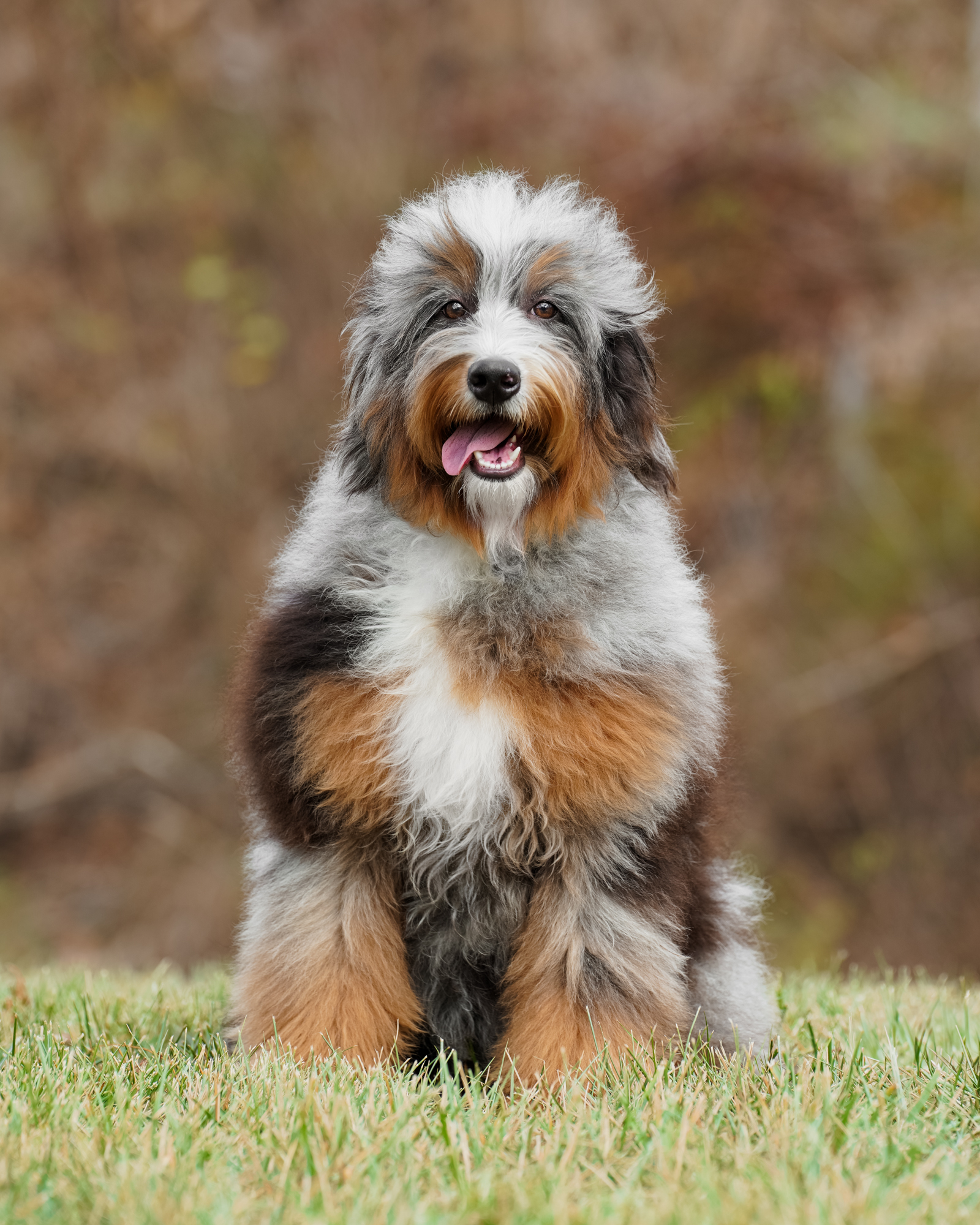 Our breathtaking 36-pound Blue Merle Mini Bernedoodle mom with an extraordinarily vibrant coat and a peaceful, relaxed personality.