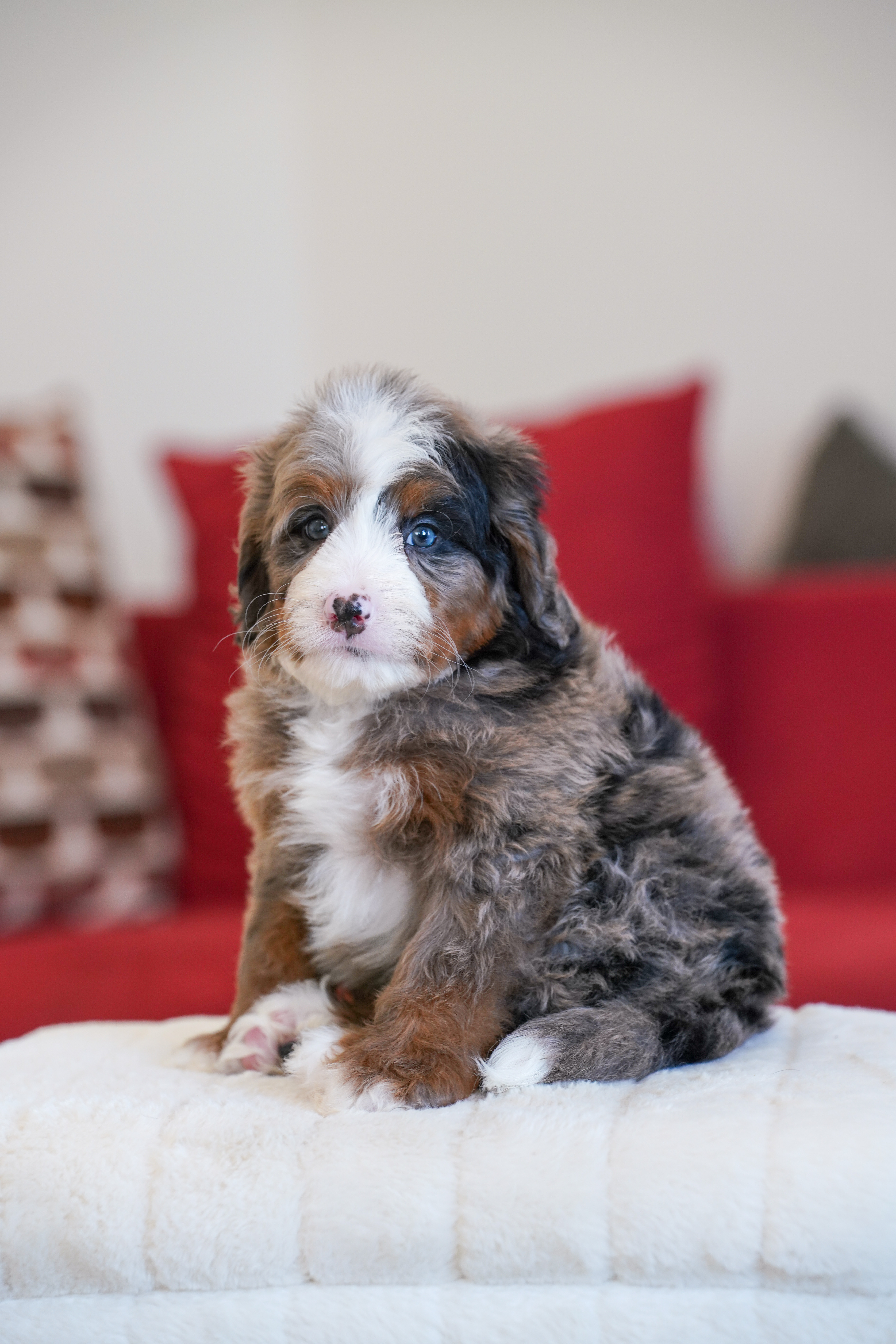 Vance, Merle Tri Colored, boy, Mini Bernedoodle, puppy at Down Home Doodle