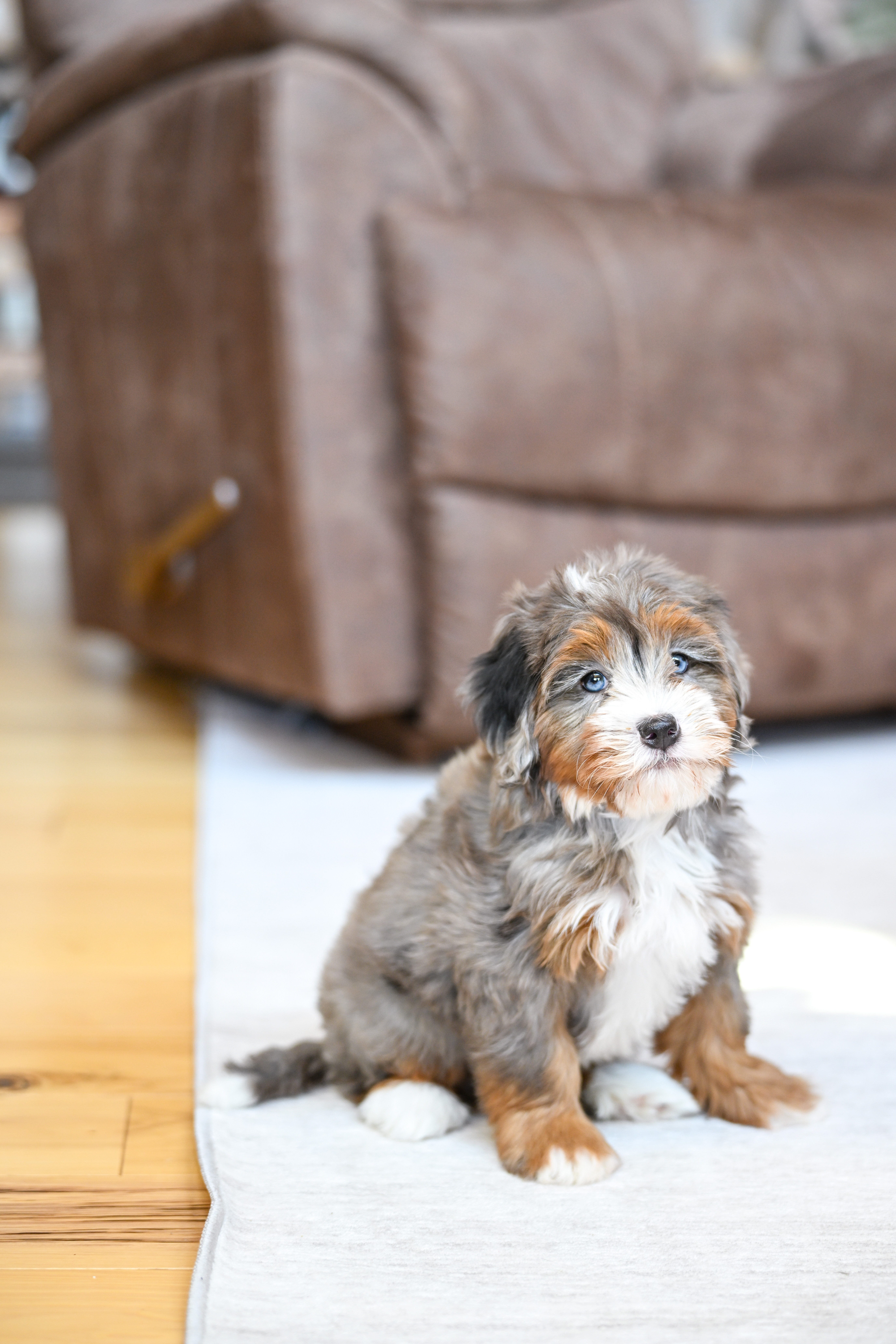 Ariel, Merle Tri Colored, girl, Mini Bernedoodle, puppy at Down Home Doodle