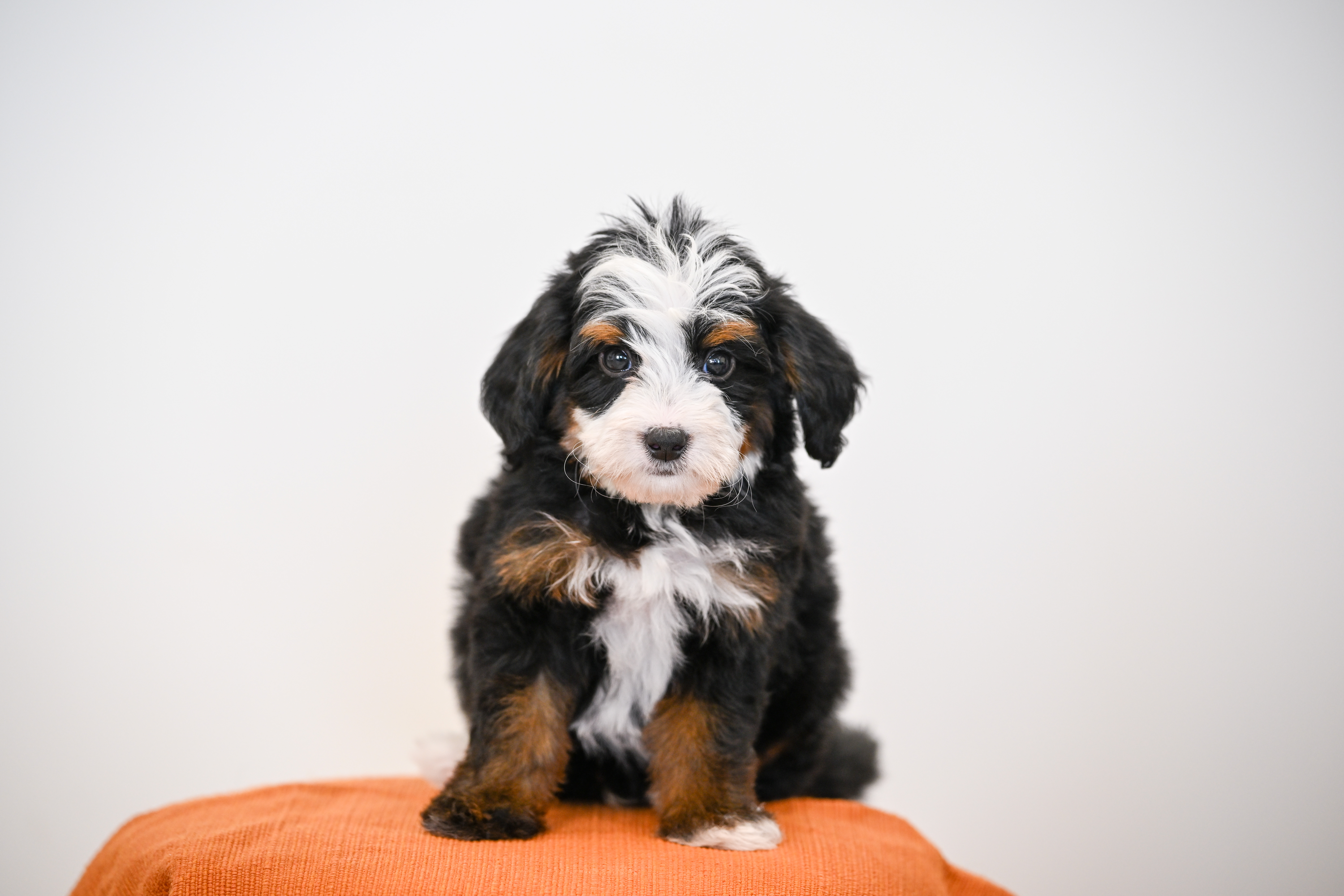 Burbank, Tri Colored, boy, Mini Bernedoodle, puppy at Down Home Doodle