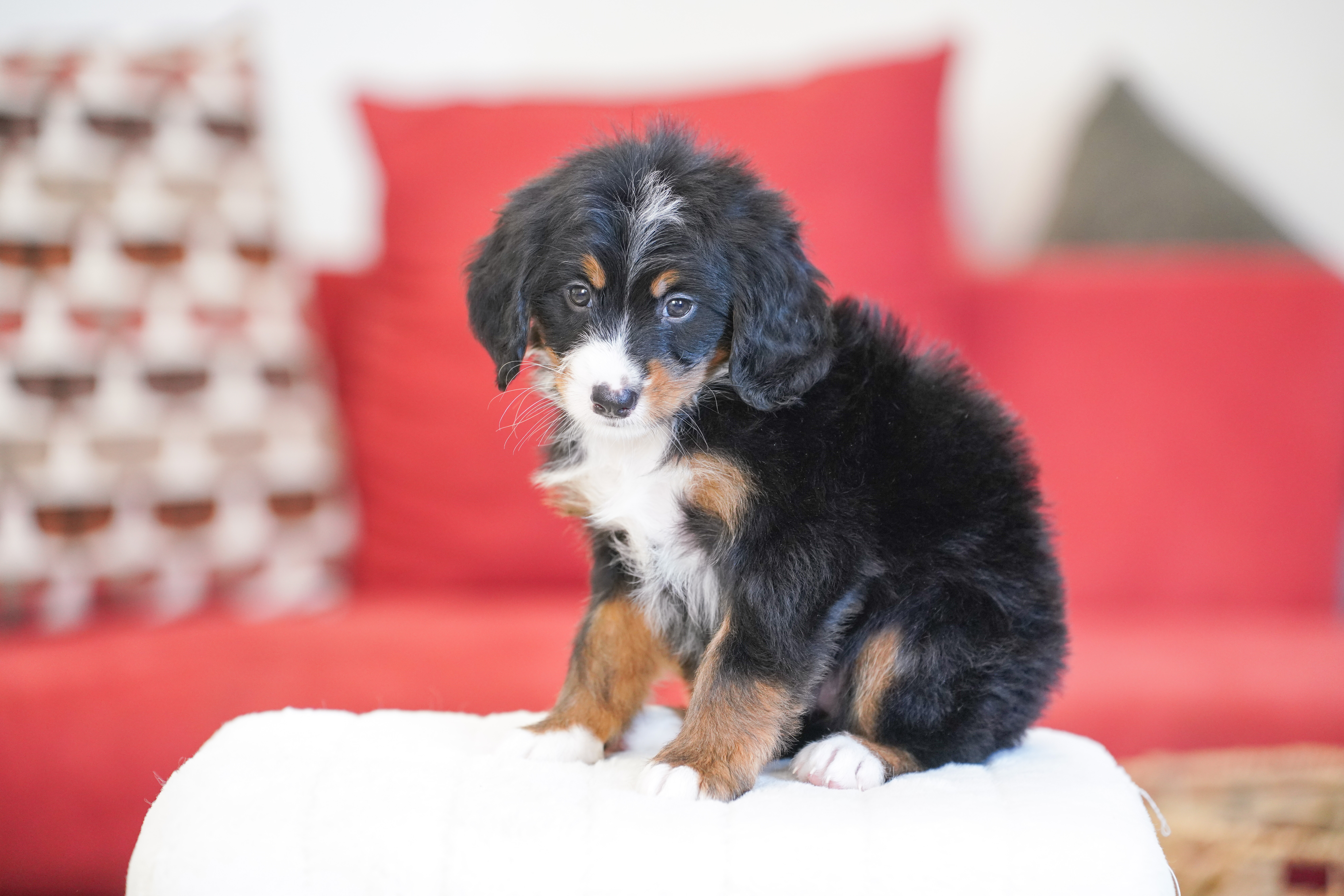 Michelle, Tri Colored, girl, Mini Bernedoodle, puppy at Down Home Doodle