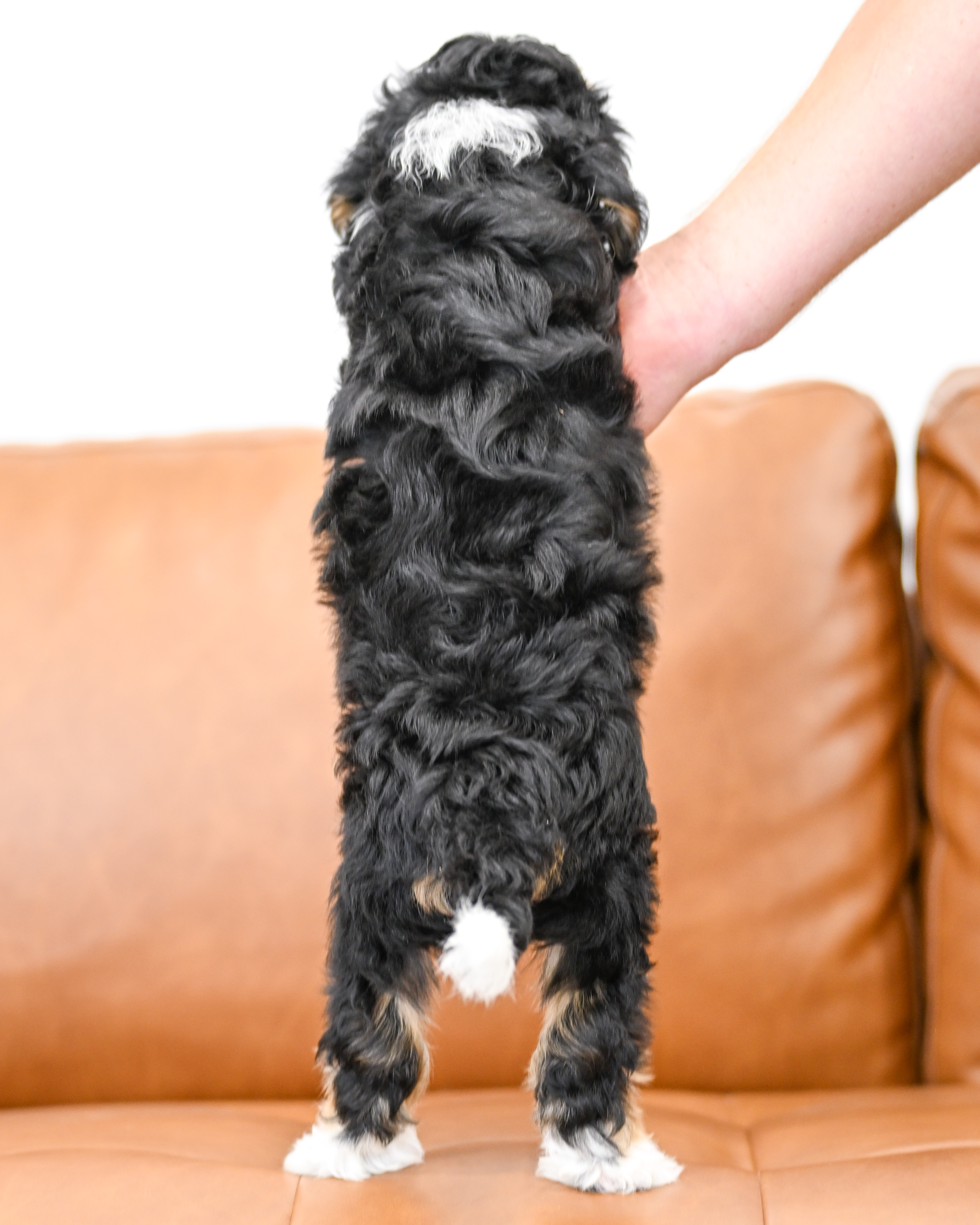 Lionel, Tri Colored, boy, Micro Bernedoodle, puppy at Down Home Doodle