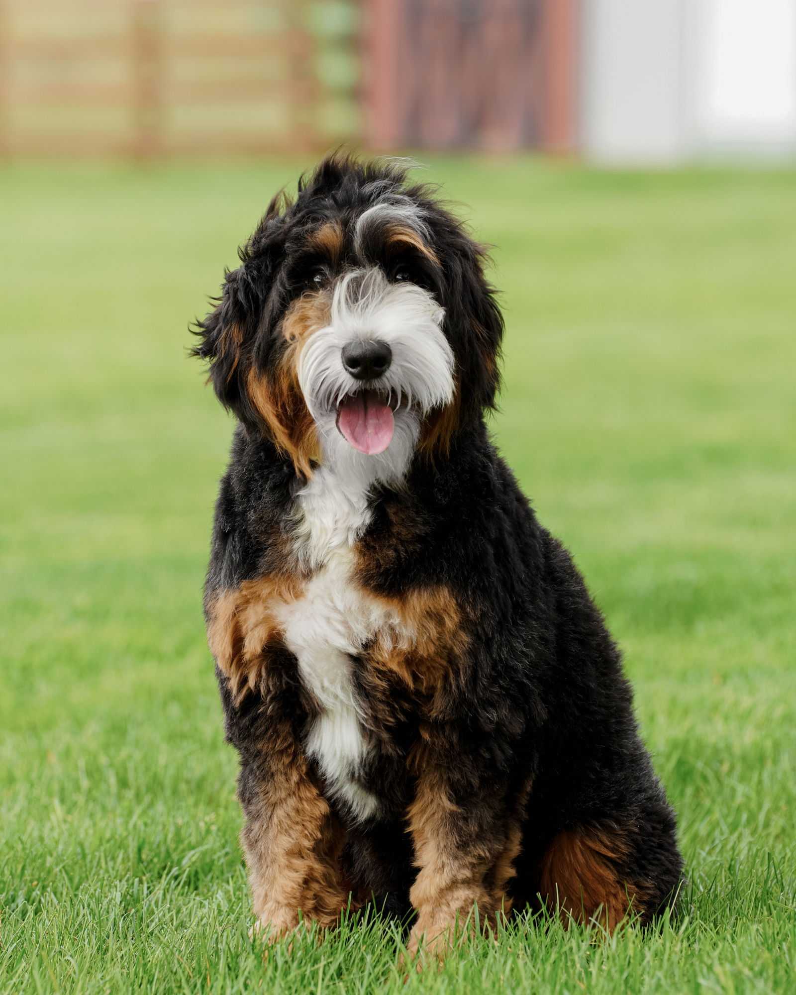 Black Tri Mini Bernedoodle mom, 42 lbs