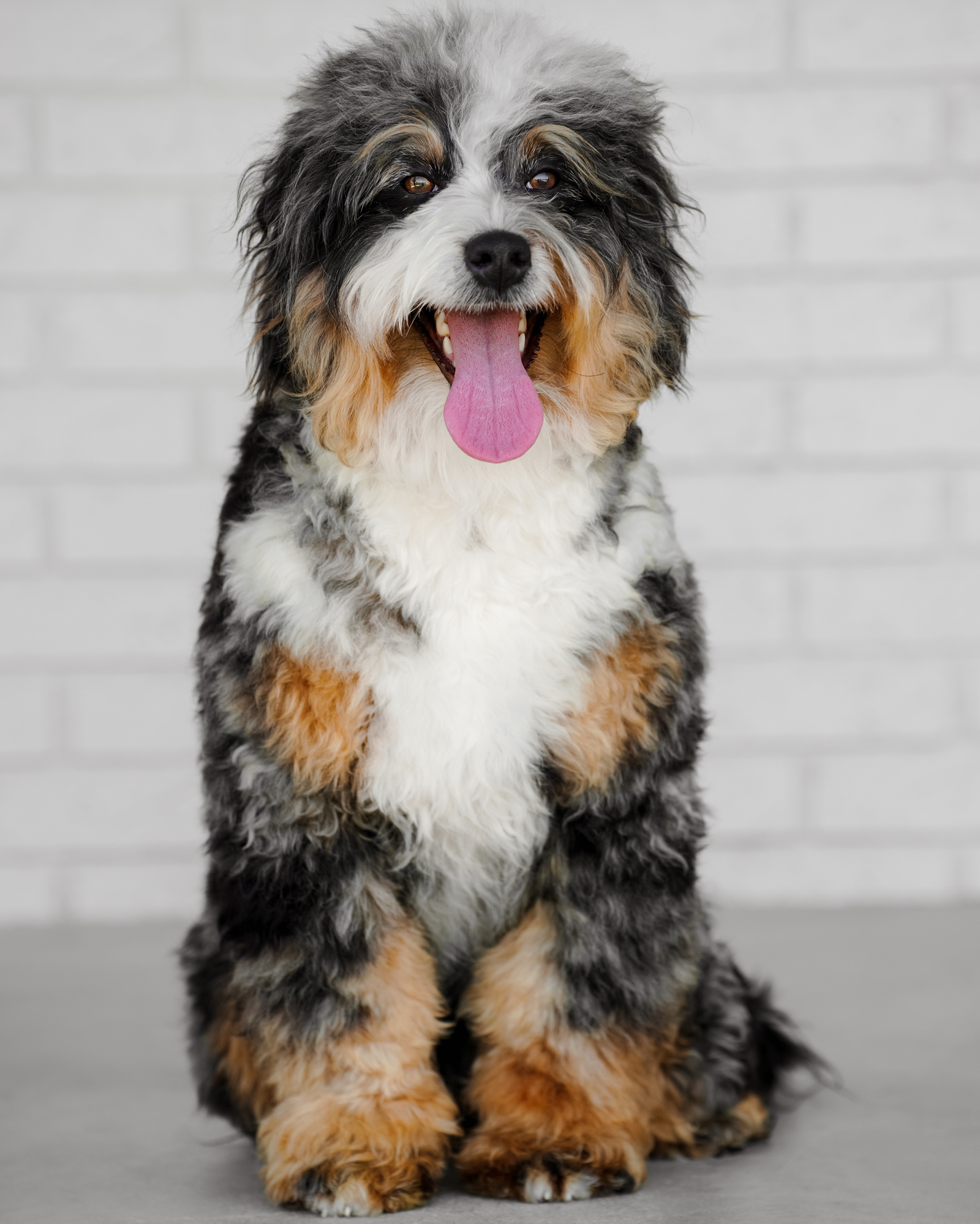 Our beautiful Blue Merle Mini Bernedoodle mom with high-contrast markings, a plush wavy coat, and a devoted, snuggly nature.