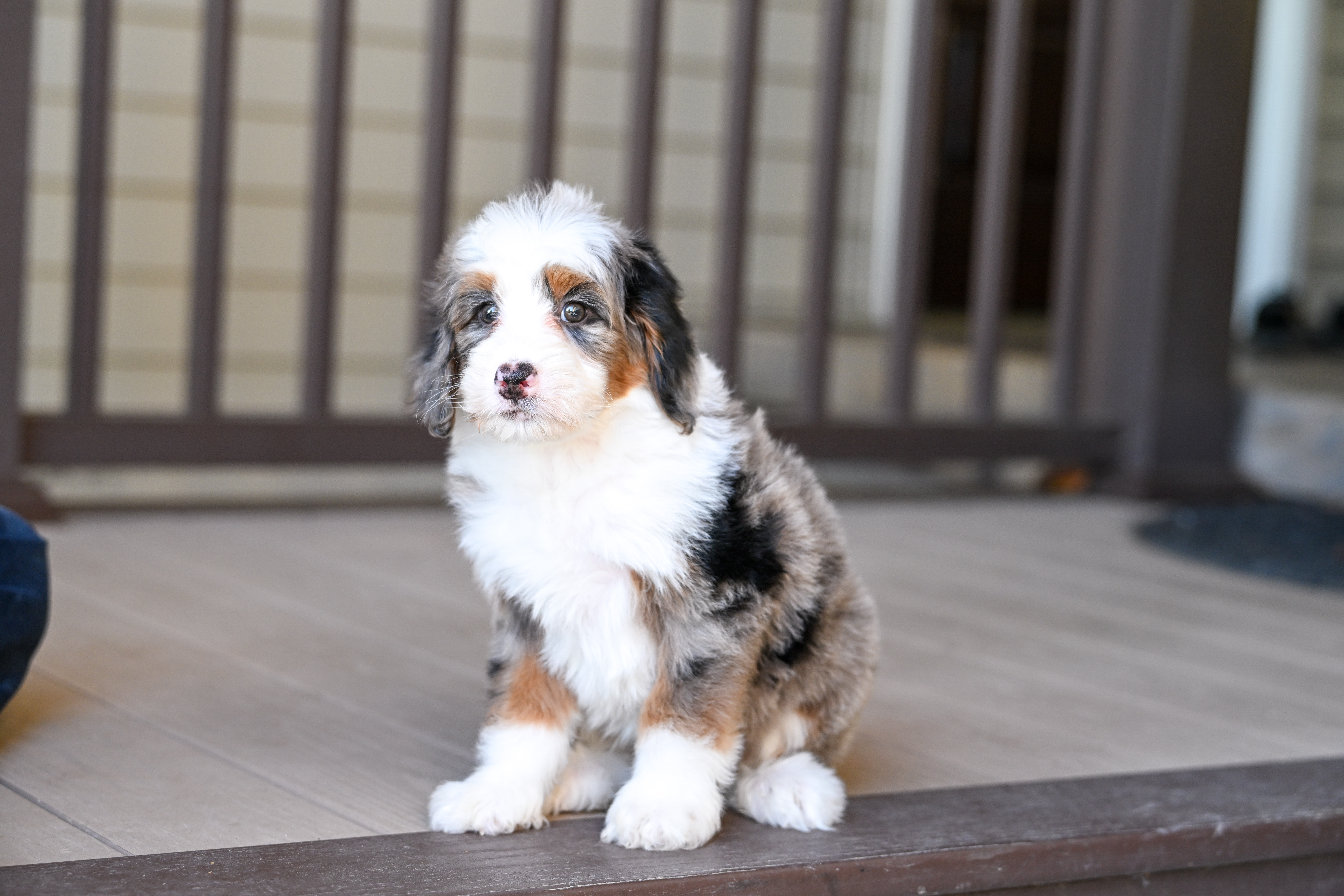 Bernie, Merle Tri Colored, boy, Mini Bernedoodle, puppy at Down Home Doodle
