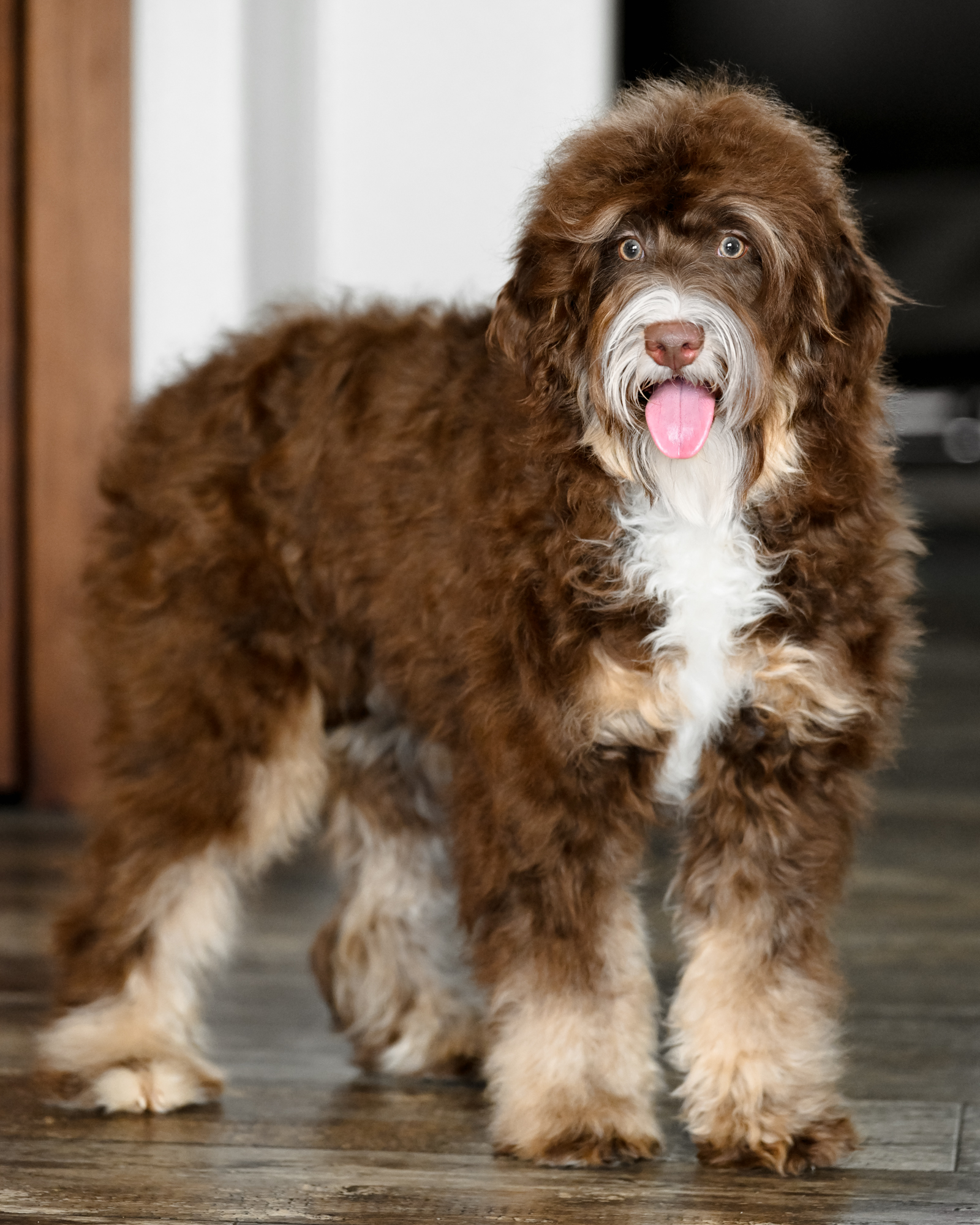 Nala, photo 4