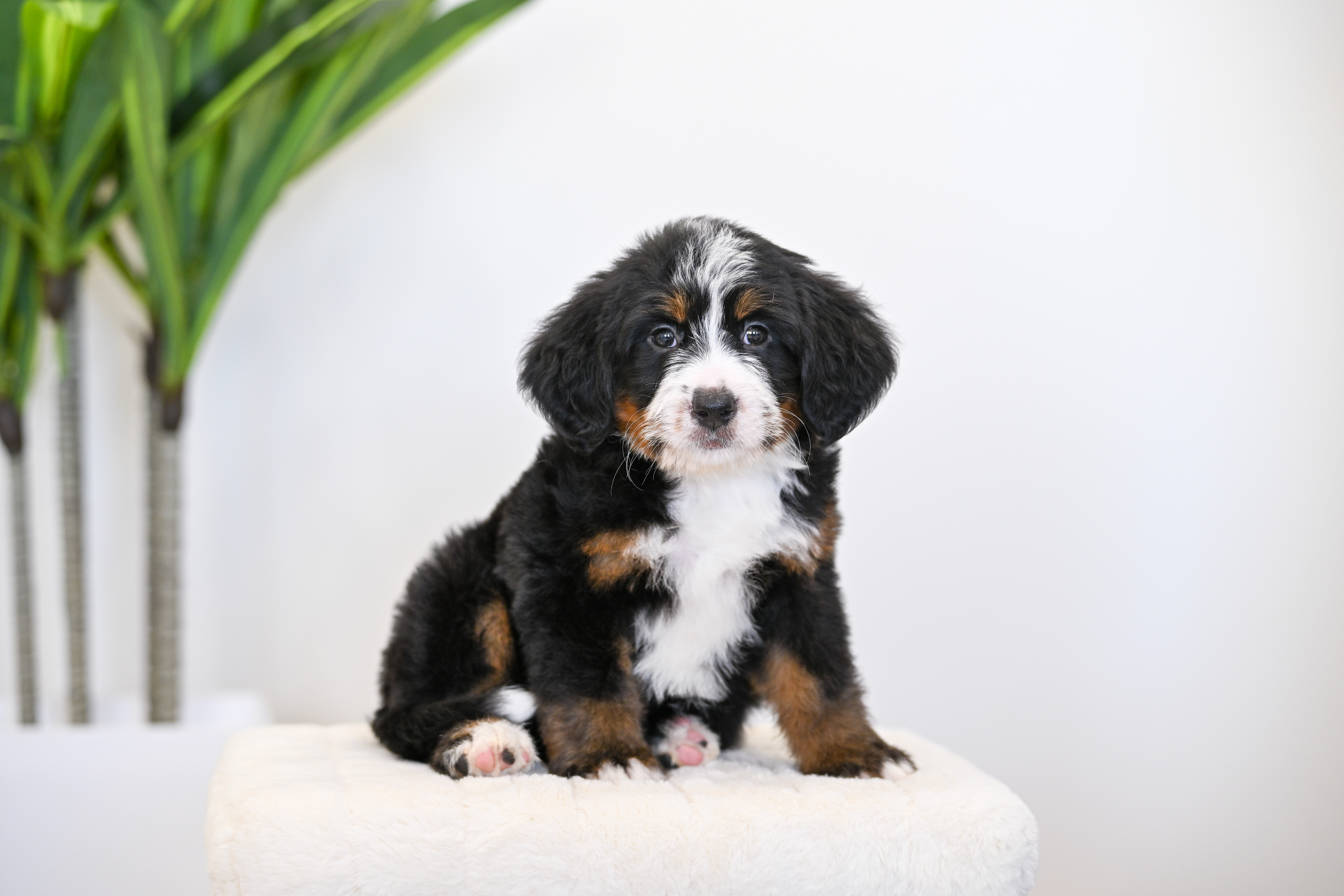 Dori, Tri Colored, girl, Mini Bernedoodle, puppy at Down Home Doodle