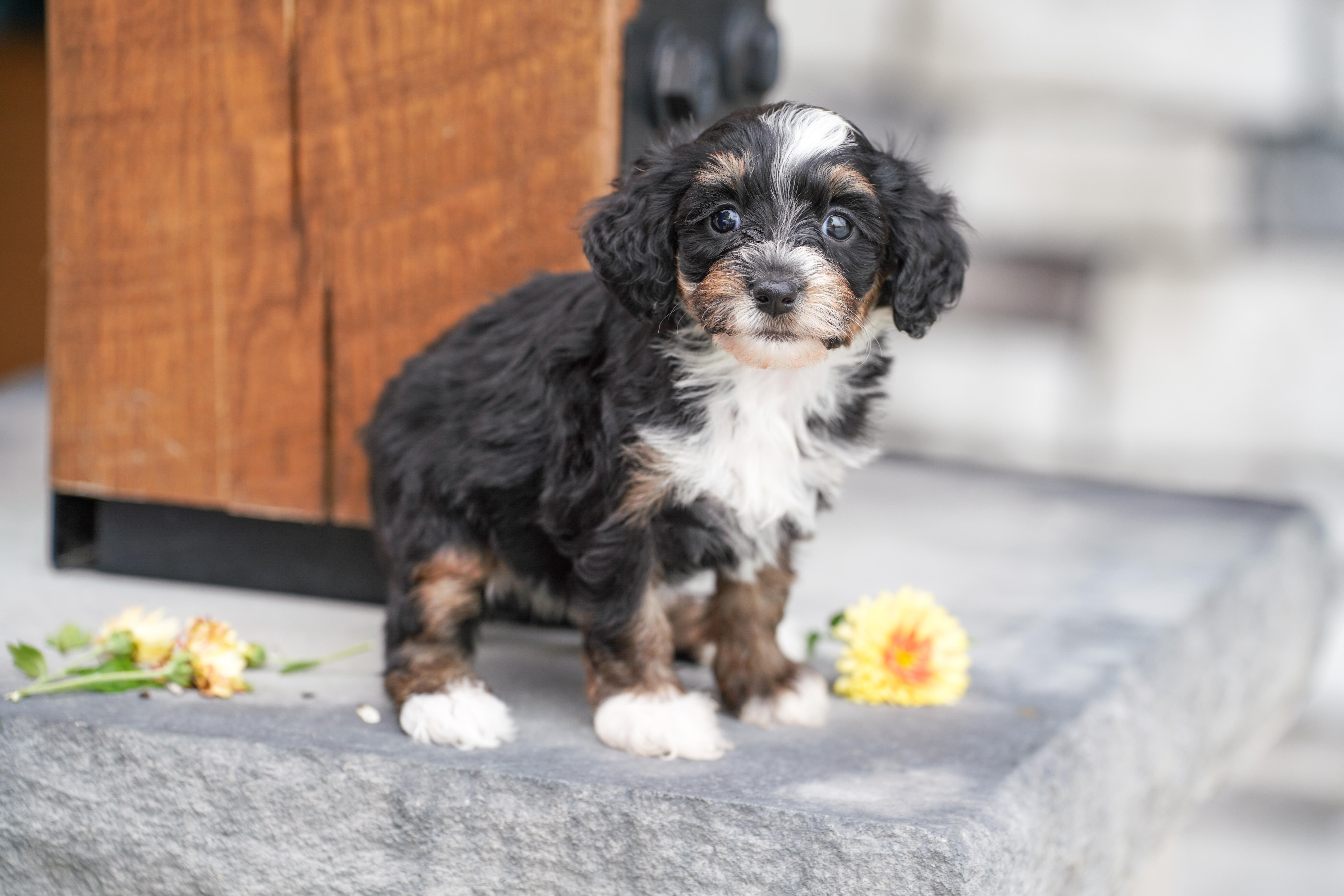 Santel, Tri Colored, girl, Micro Bernedoodle, puppy at Down Home Doodle