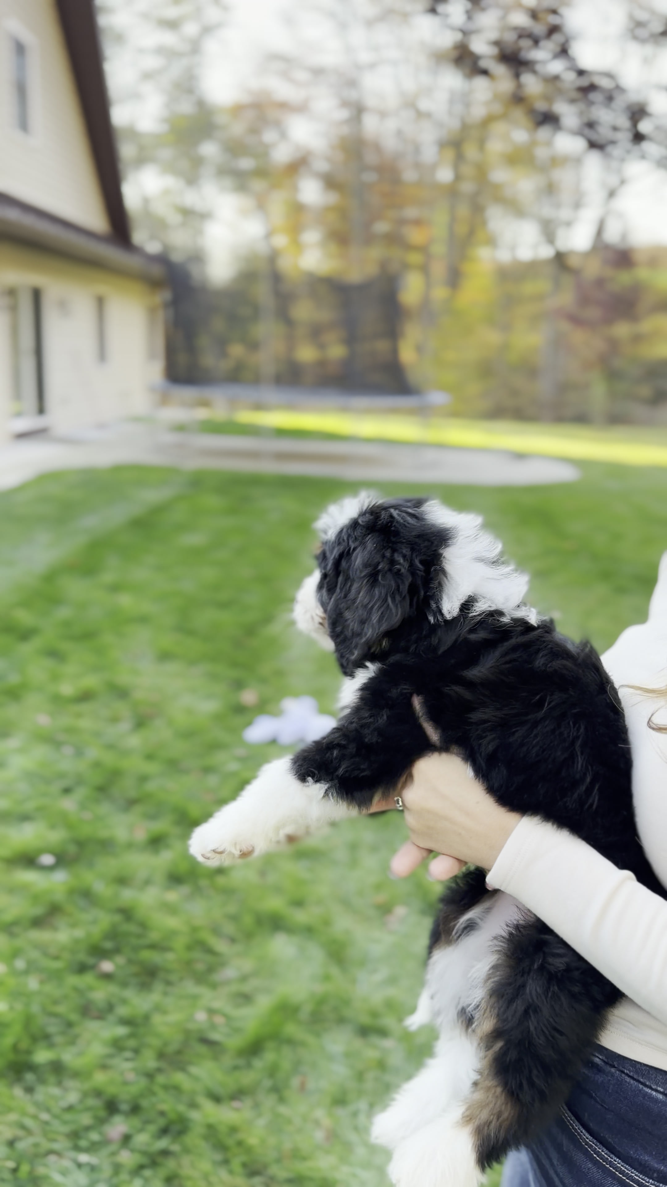 Hillary, Tri Colored, girl, Mini Bernedoodle, puppy at Down Home Doodle