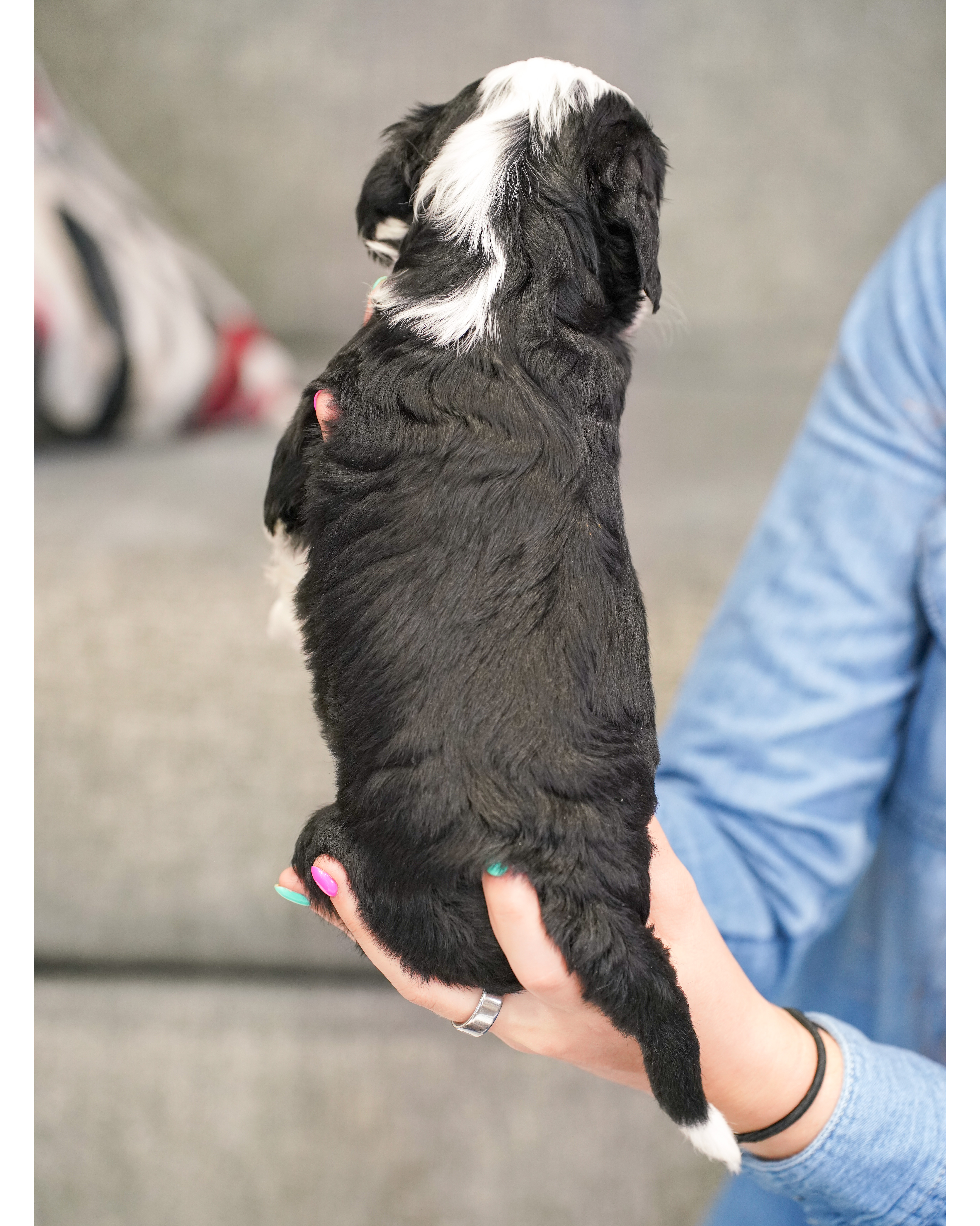 Custard, Tri Colored, boy, Mini Bernedoodle, puppy at Down Home Doodle