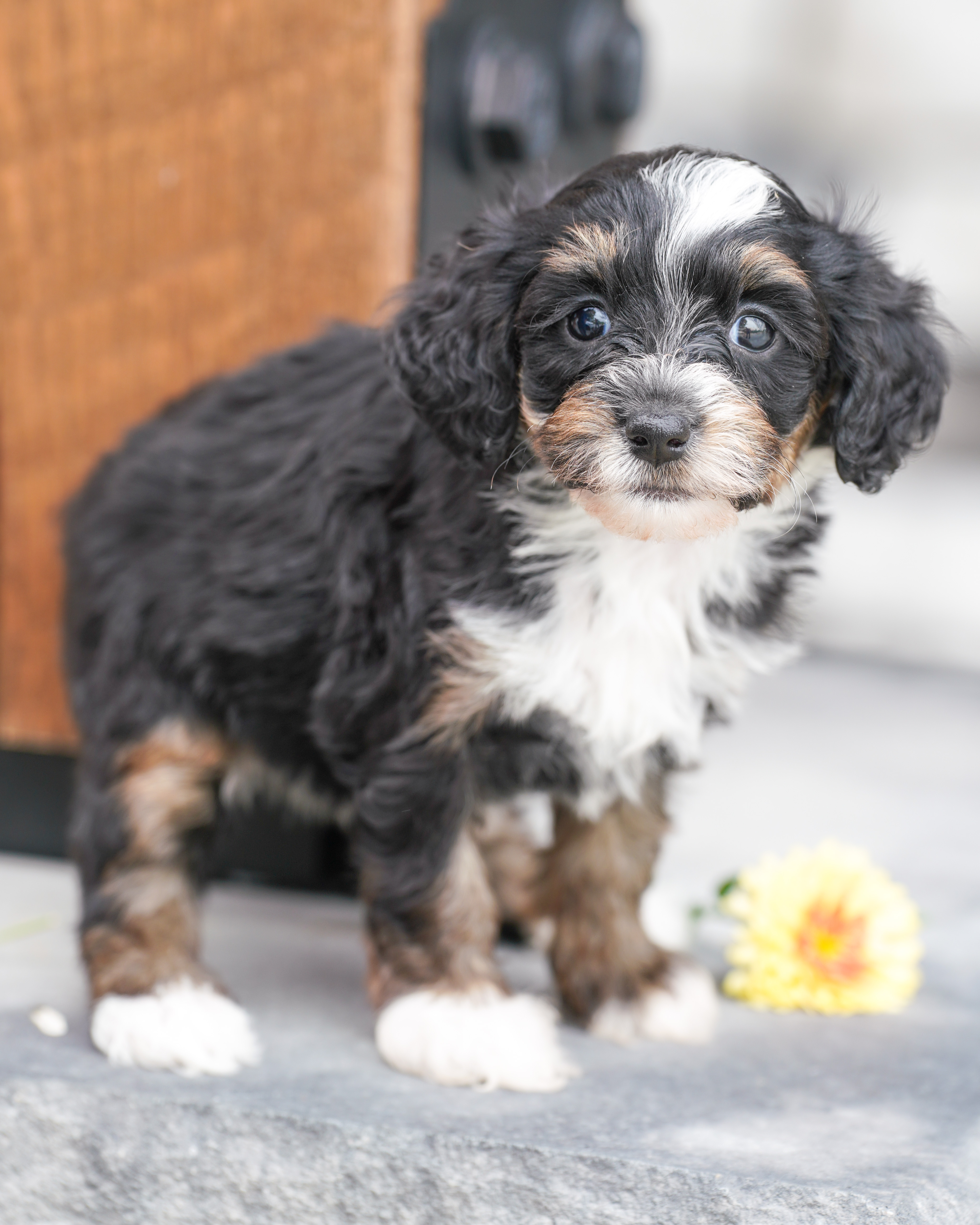 Santel, Tri Colored, girl, Micro Bernedoodle, puppy at Down Home Doodle