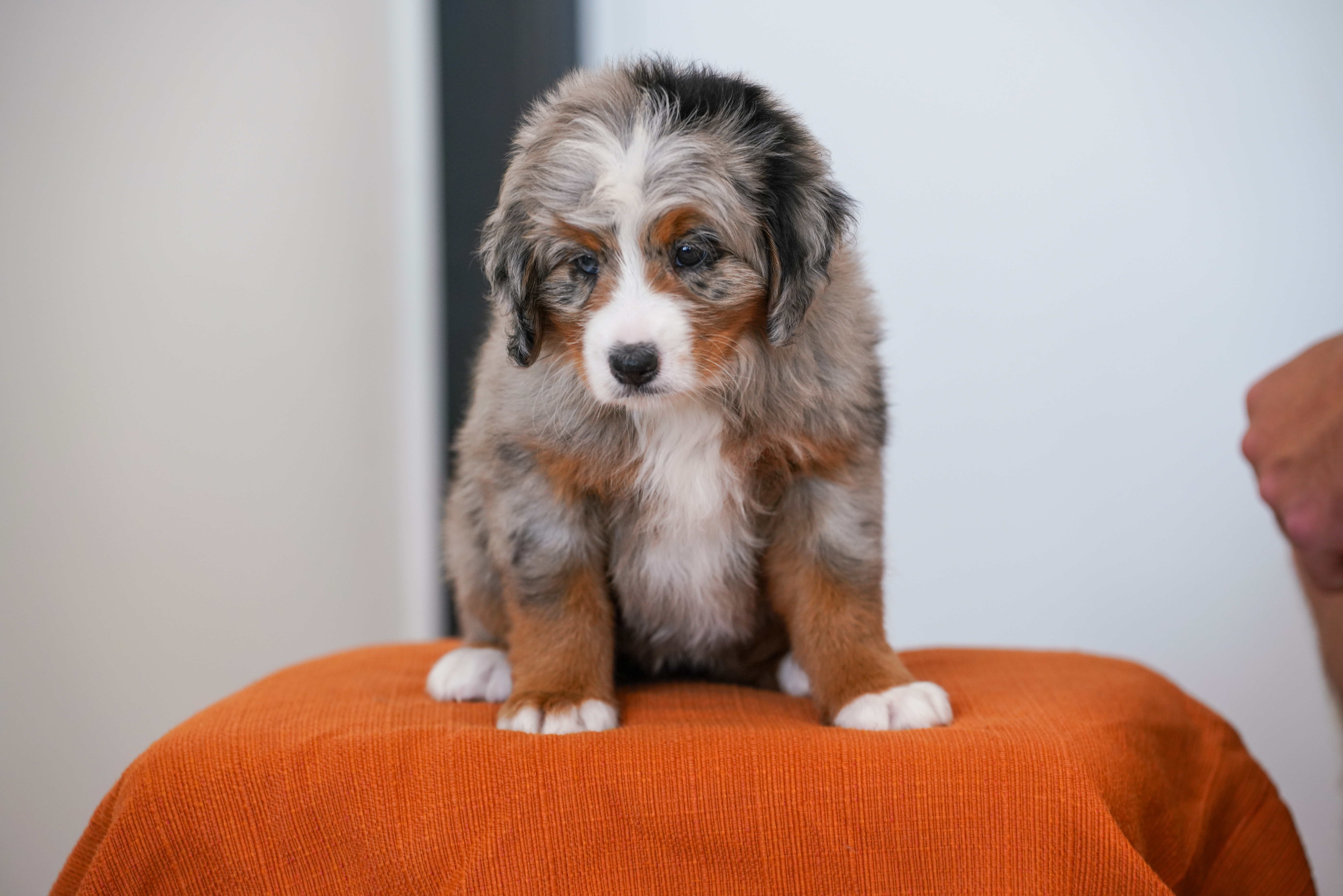 Rapunzel, Merle Tri Colored, girl, Mini Bernedoodle, puppy at Down Home Doodle