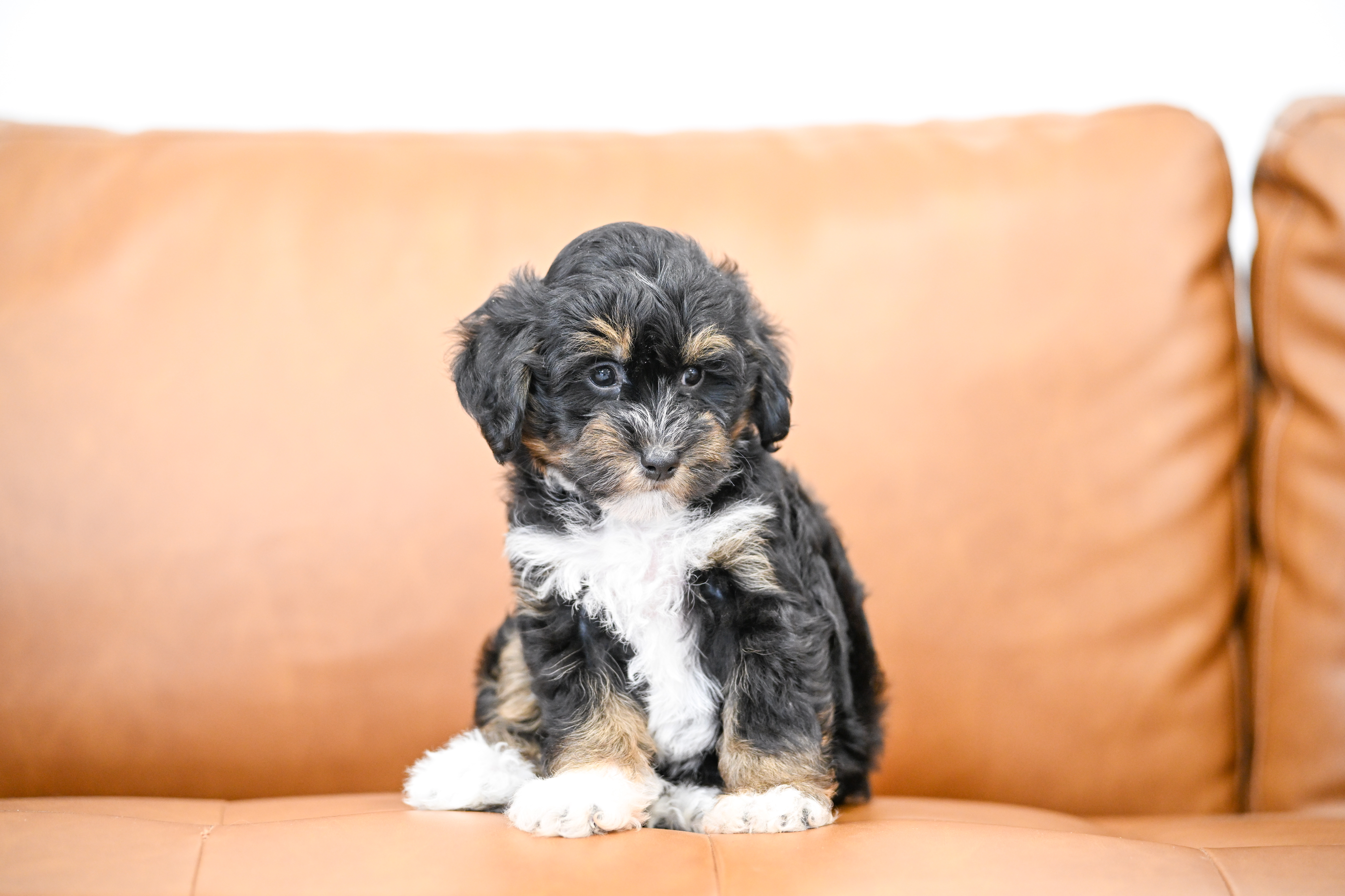 Odette, Tri Colored, girl, Micro Bernedoodle, puppy at Down Home Doodle