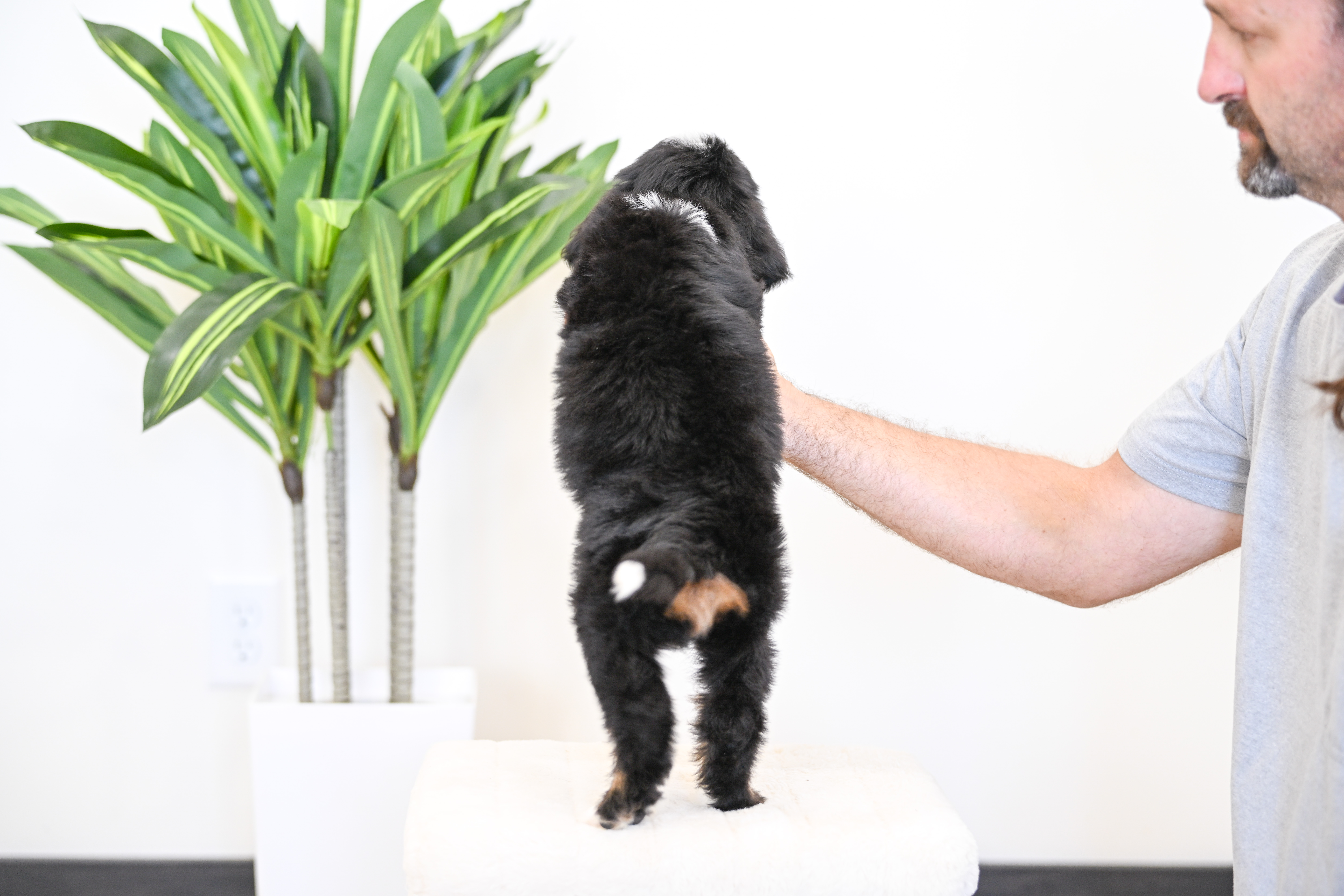 Dori, Tri Colored, girl, Mini Bernedoodle, puppy at Down Home Doodle