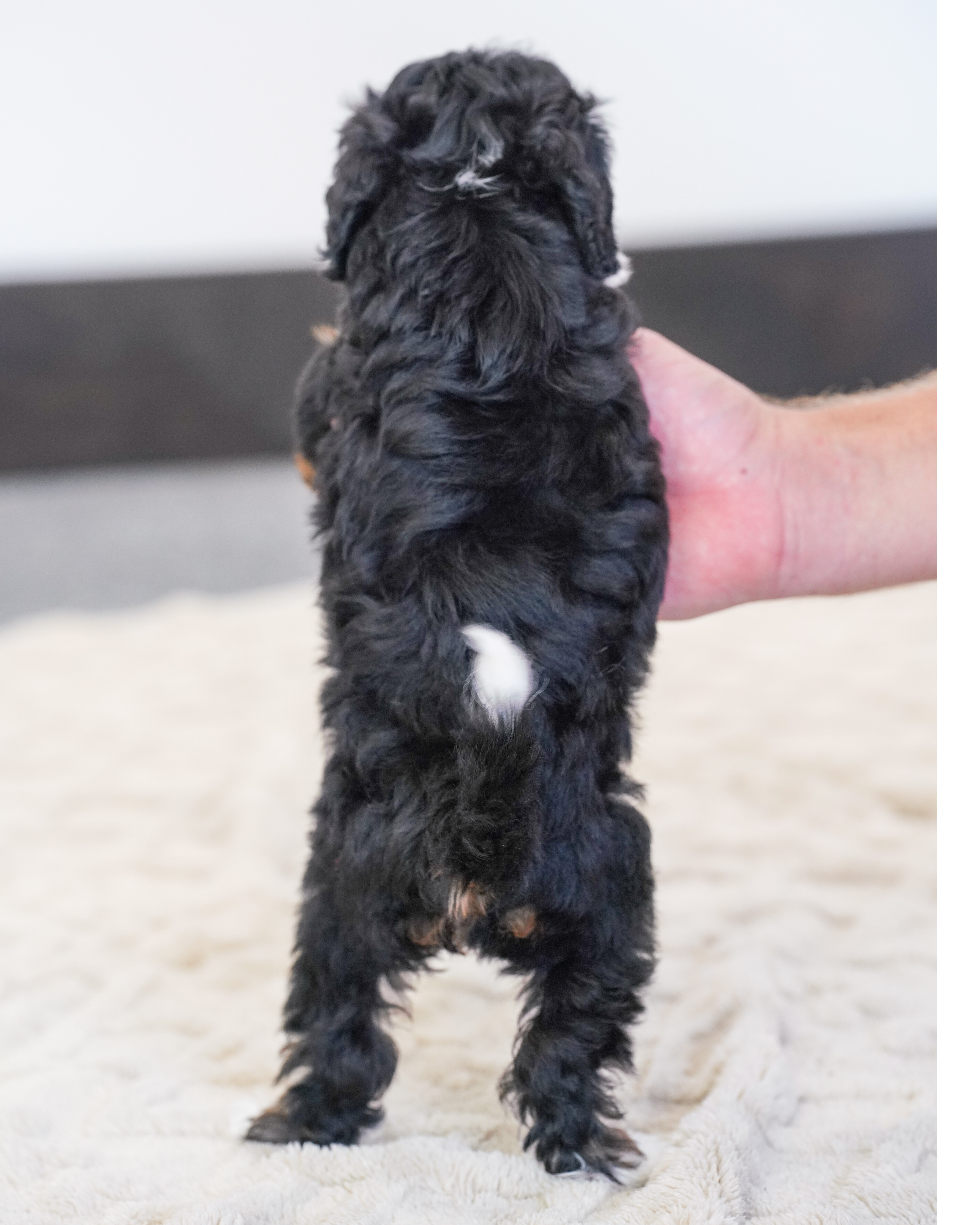 Flora, Tri Colored, girl, Micro Bernedoodle, puppy at Down Home Doodle