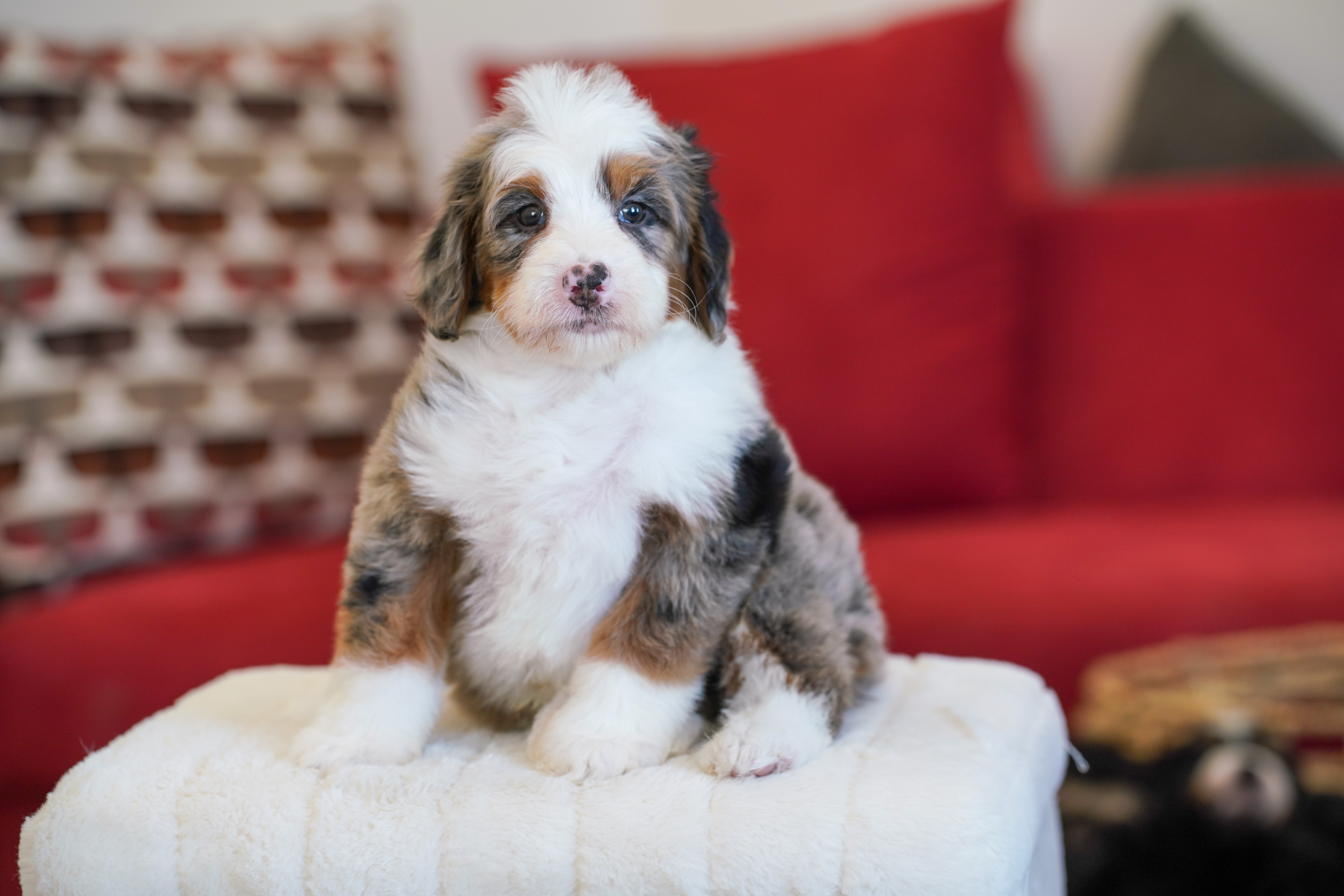 Bernie, Merle Tri Colored, boy, Mini Bernedoodle, puppy at Down Home Doodle