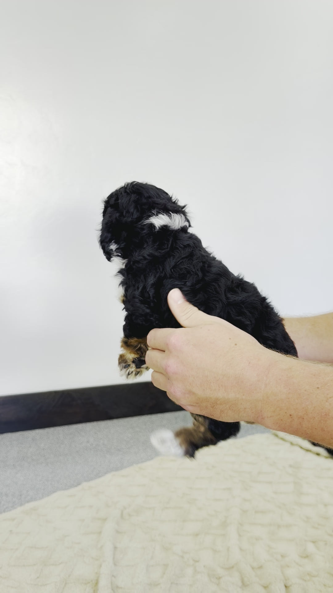 Peony, Tri Colored, girl, Micro Bernedoodle, puppy at Down Home Doodle