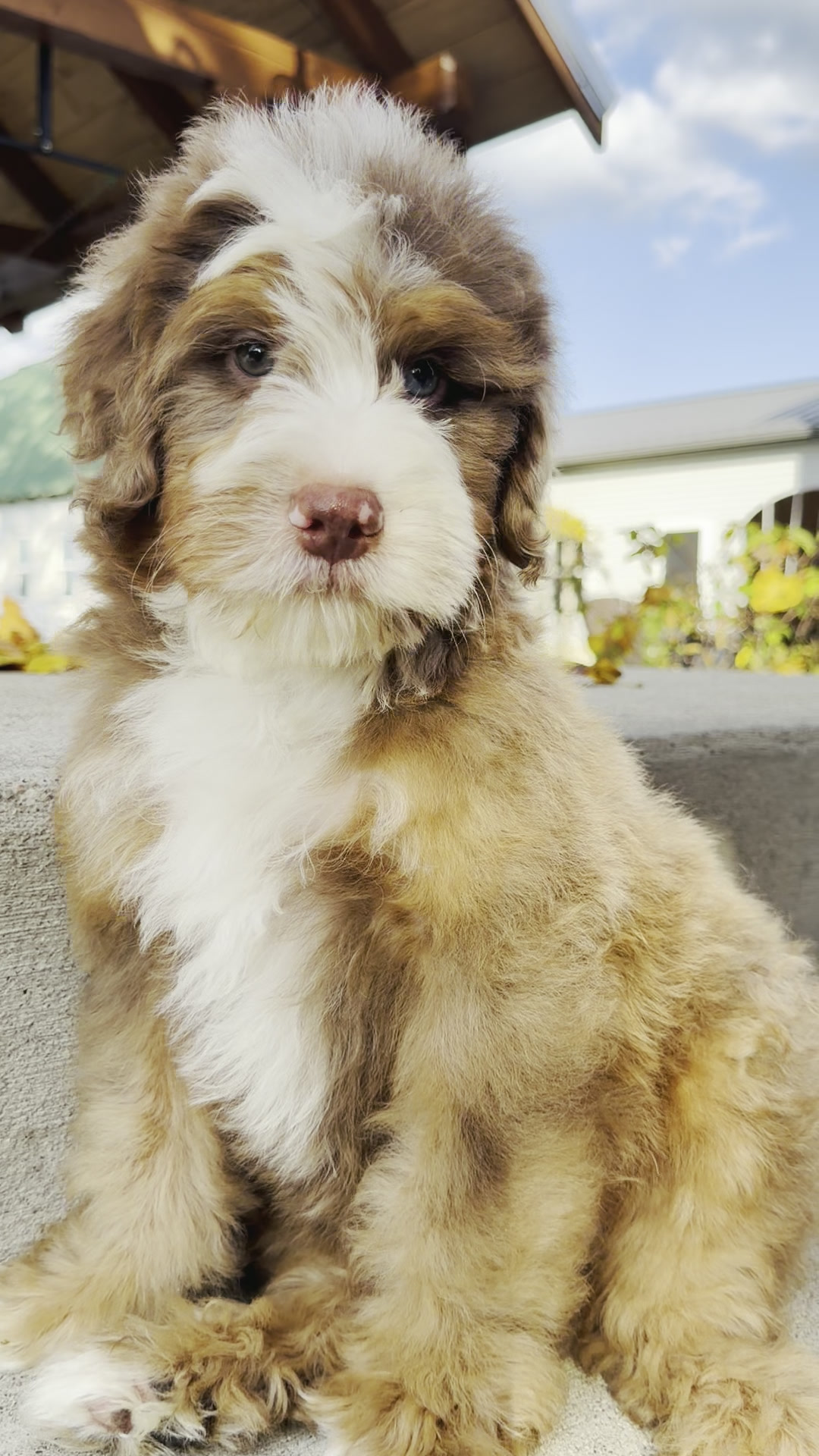 Roper, Chocolate Merle Mini Bernedoodle puppy