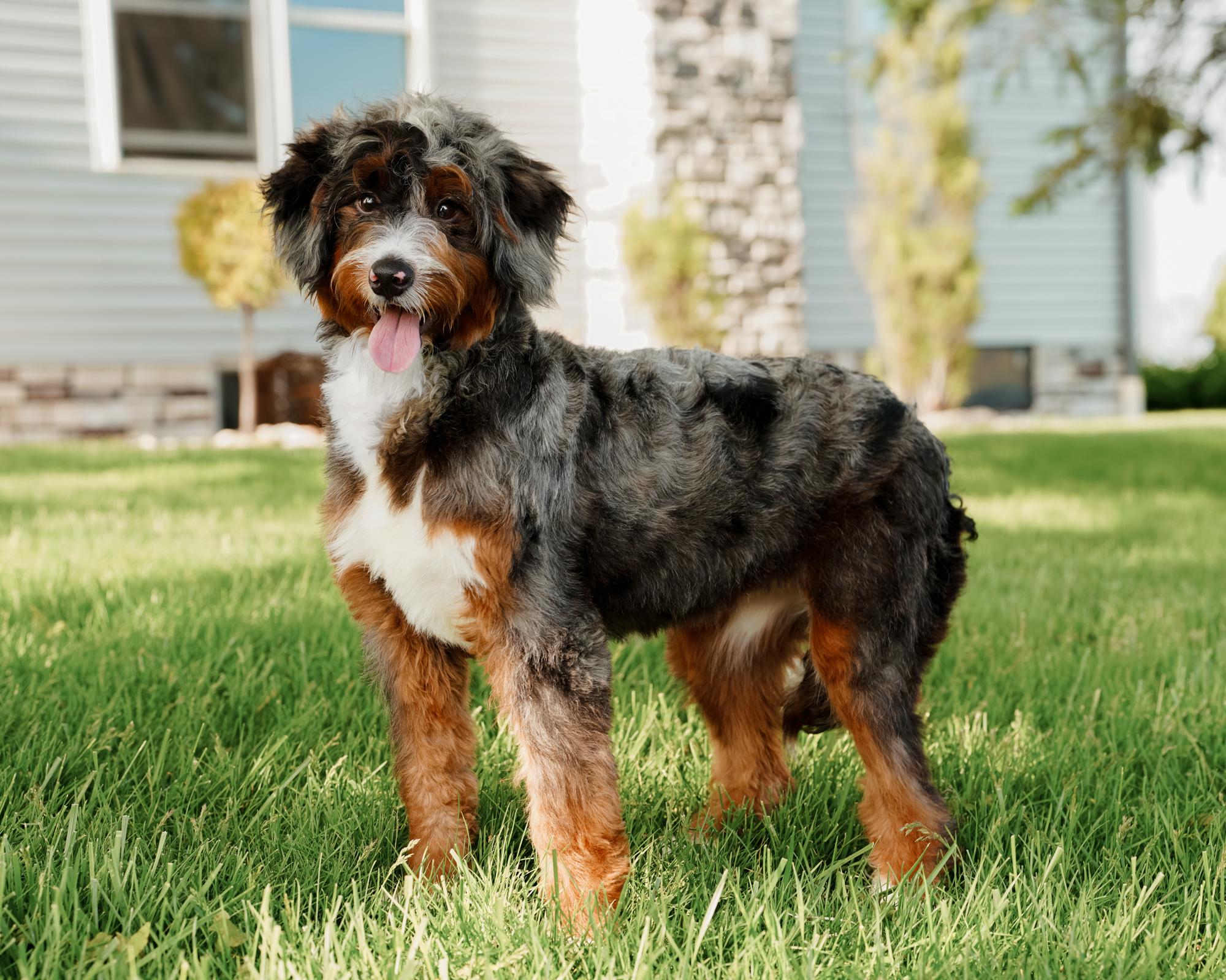 Sundie, Blue Merle Tri Mini Bernedoodle mom at Down Home Doodle