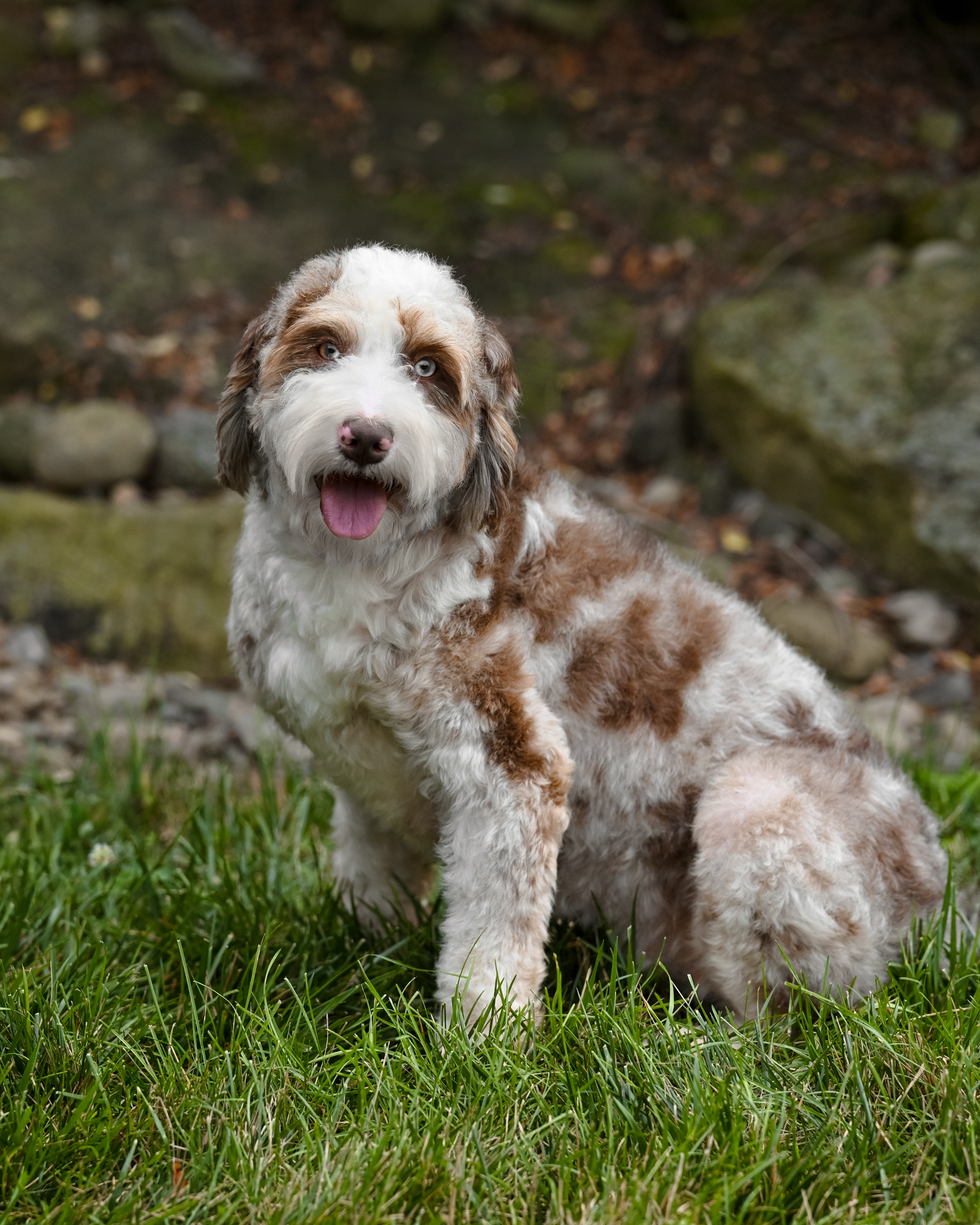 Our beautiful Chocolate Merle Mini Bernedoodle mom with lovely coloring and a naturally gentle, well-mannered, affectionate nature.