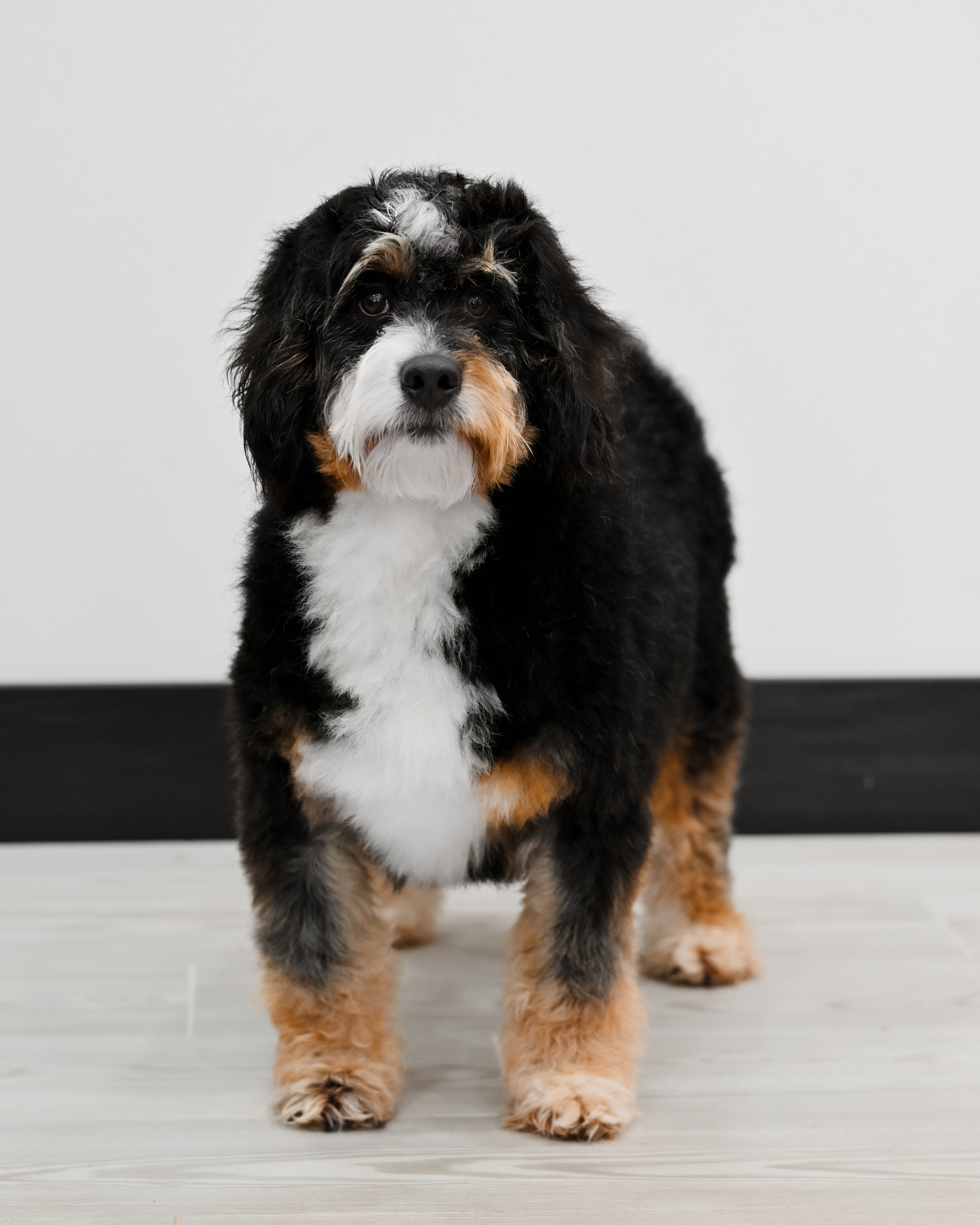 Estes, Black Tri Mini Bernedoodle mom at Down Home Doodle