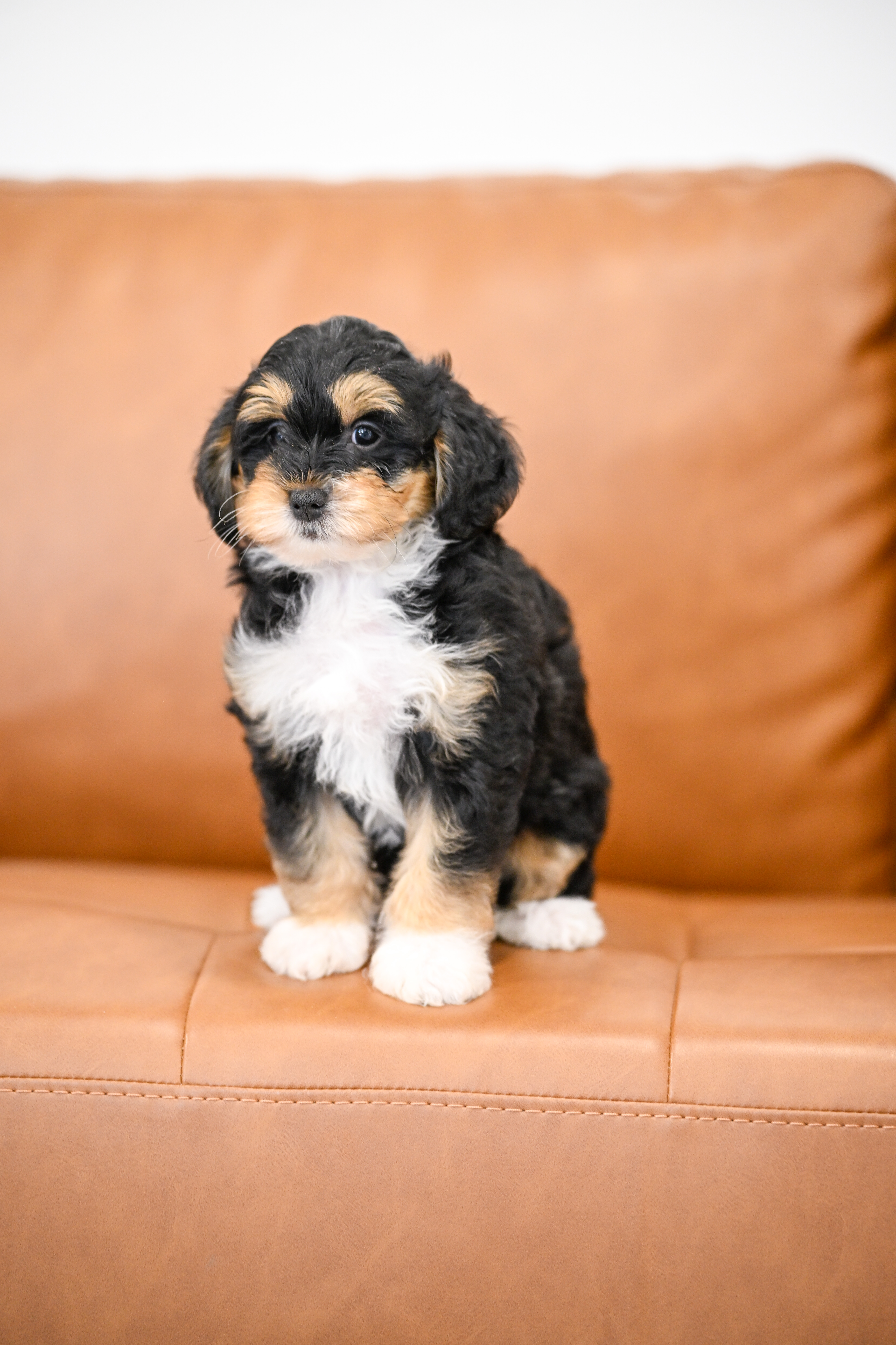 Delphine, Tri Colored Micro Bernedoodle puppy