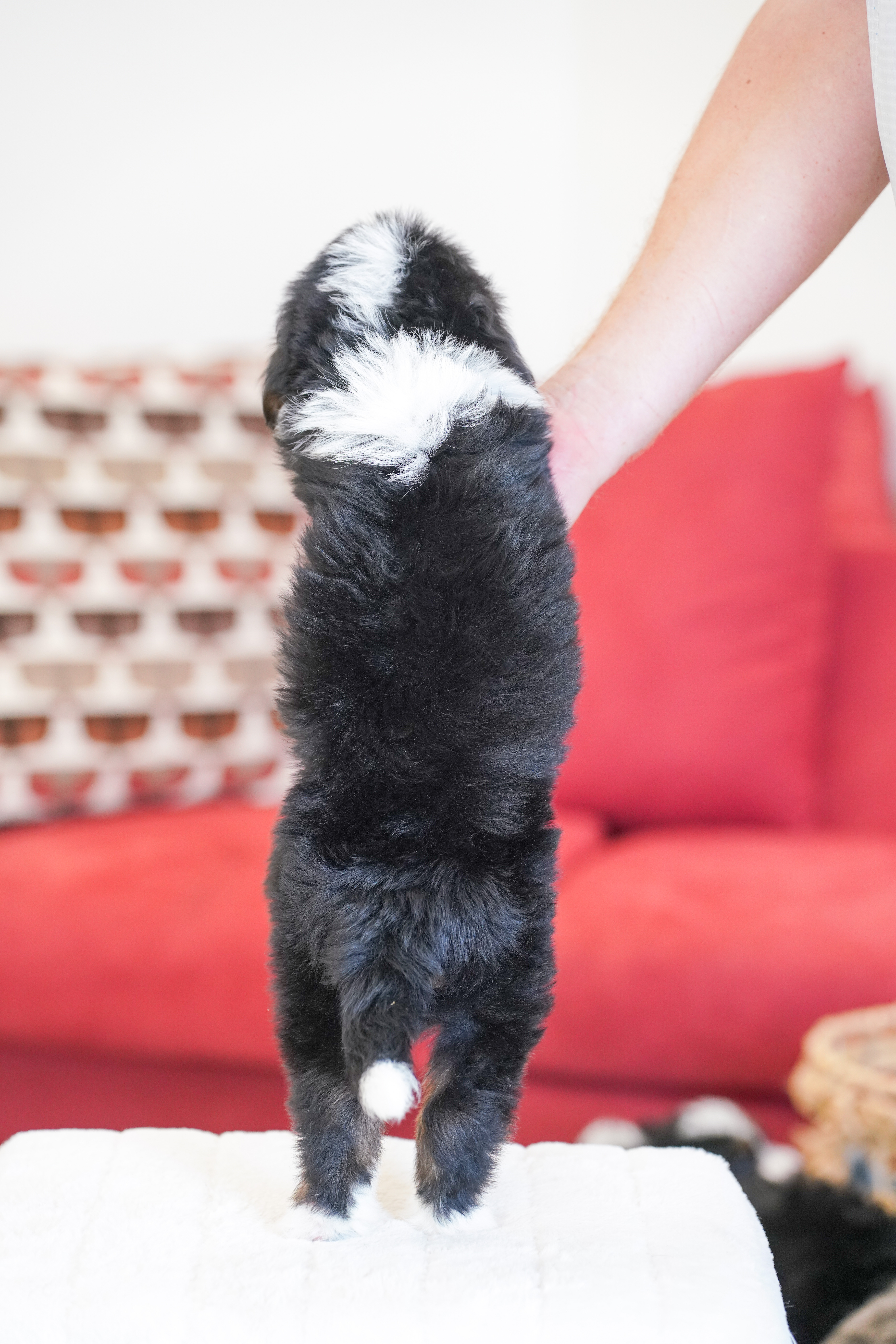 Trump, Tri Colored, boy, Mini Bernedoodle, puppy at Down Home Doodle