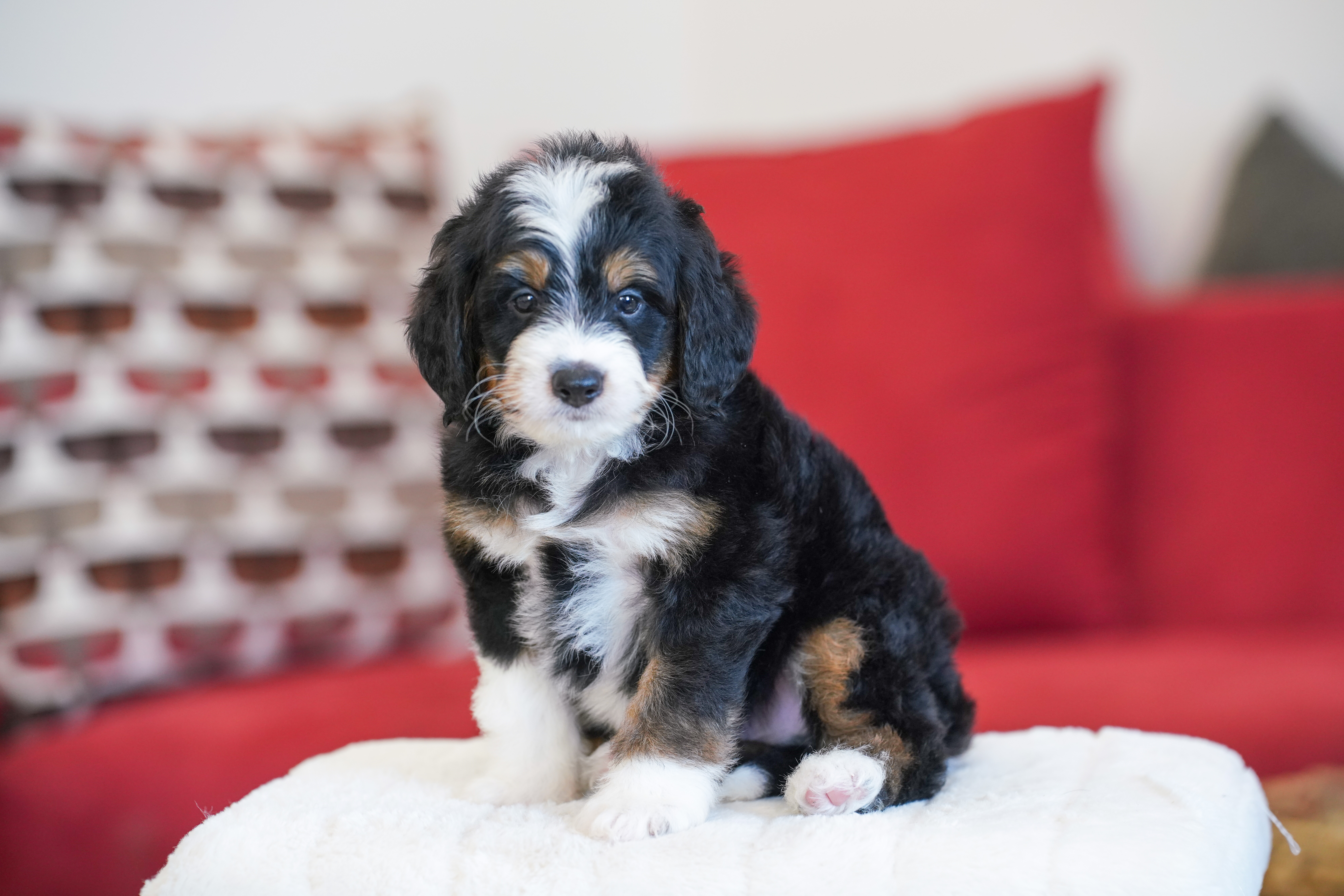Harris, Tri Colored, boy, Mini Bernedoodle, puppy at Down Home Doodle