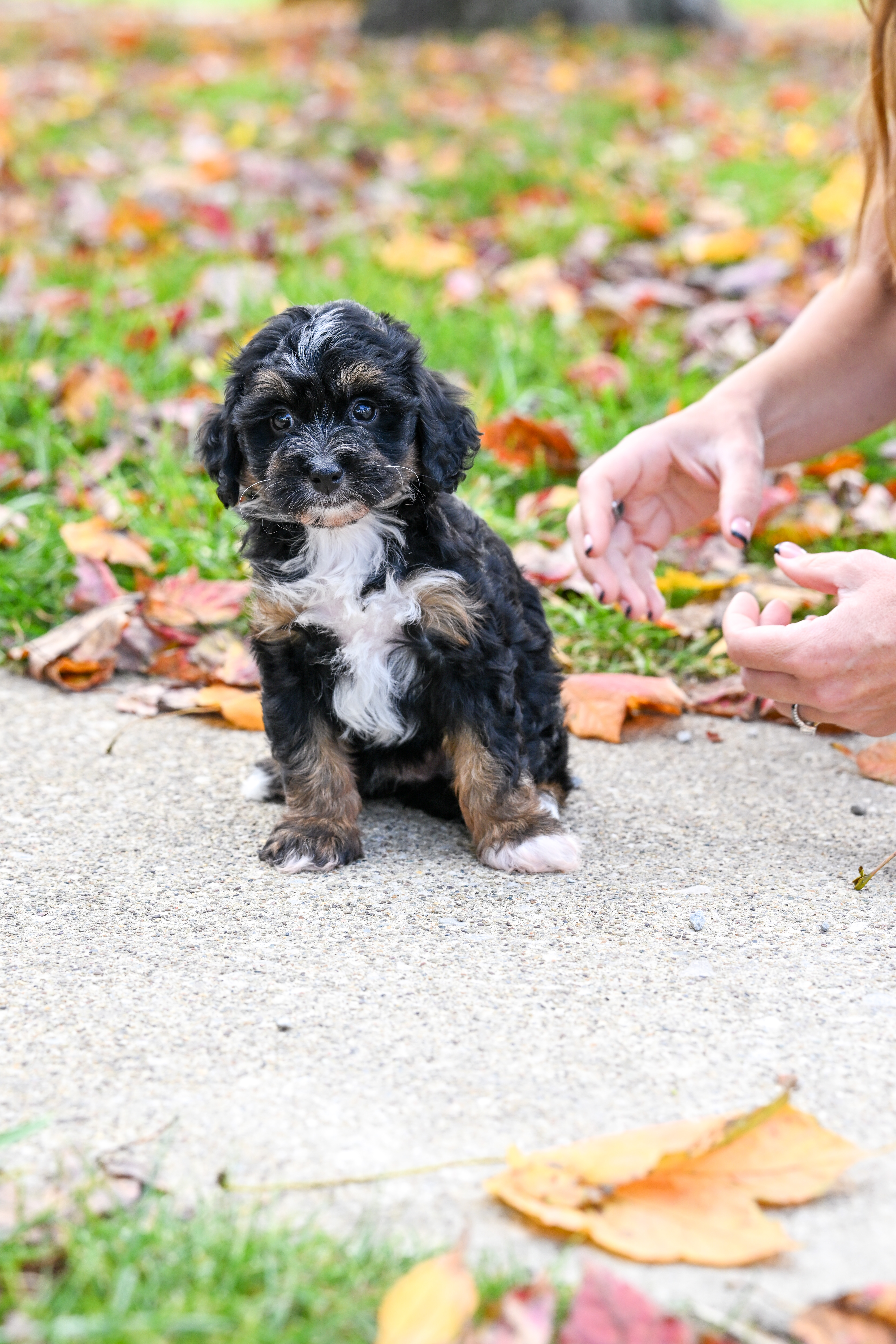 Disney, Tri Colored Micro Bernedoodle puppy