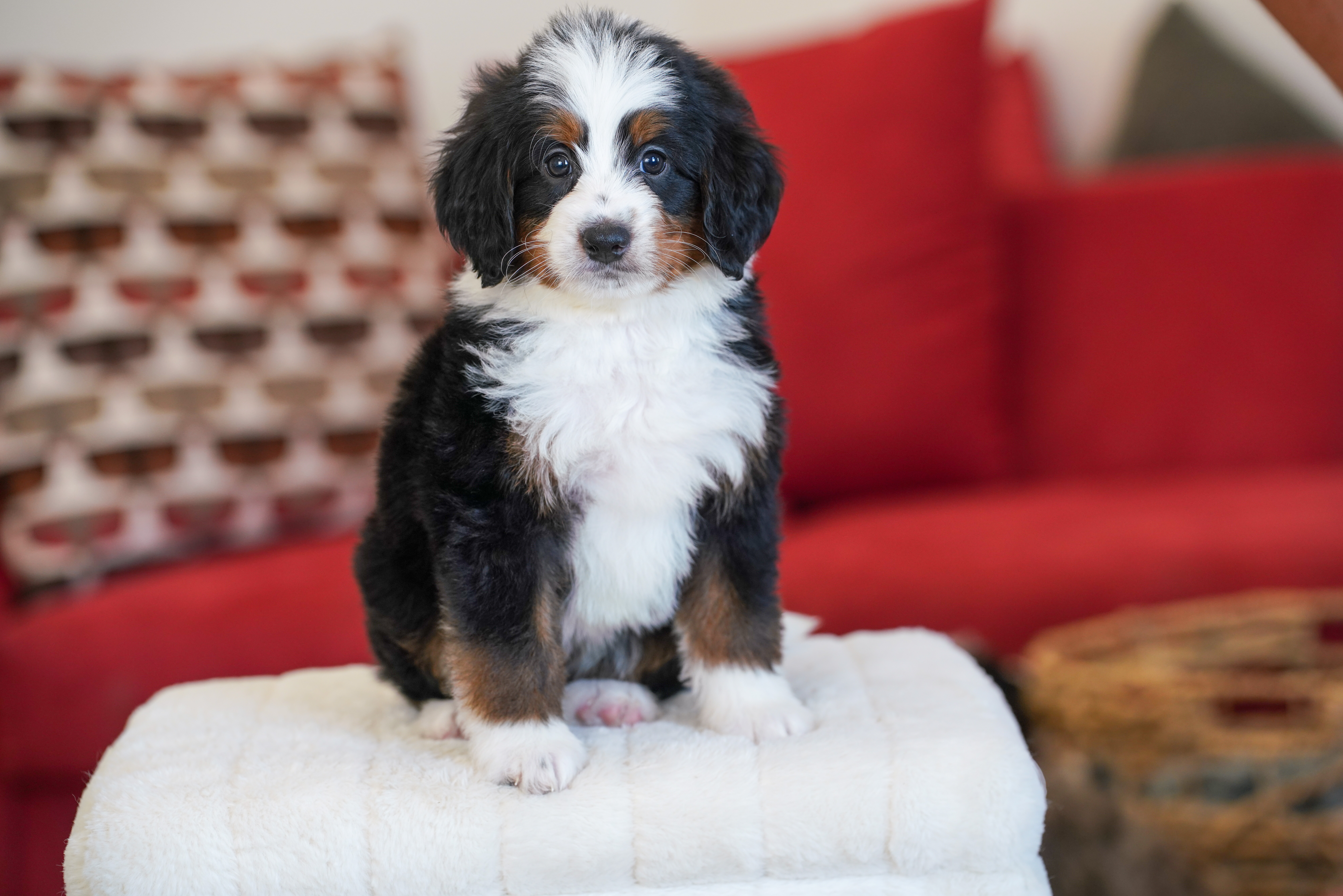 Trump, Tri Colored, boy, Mini Bernedoodle, puppy at Down Home Doodle