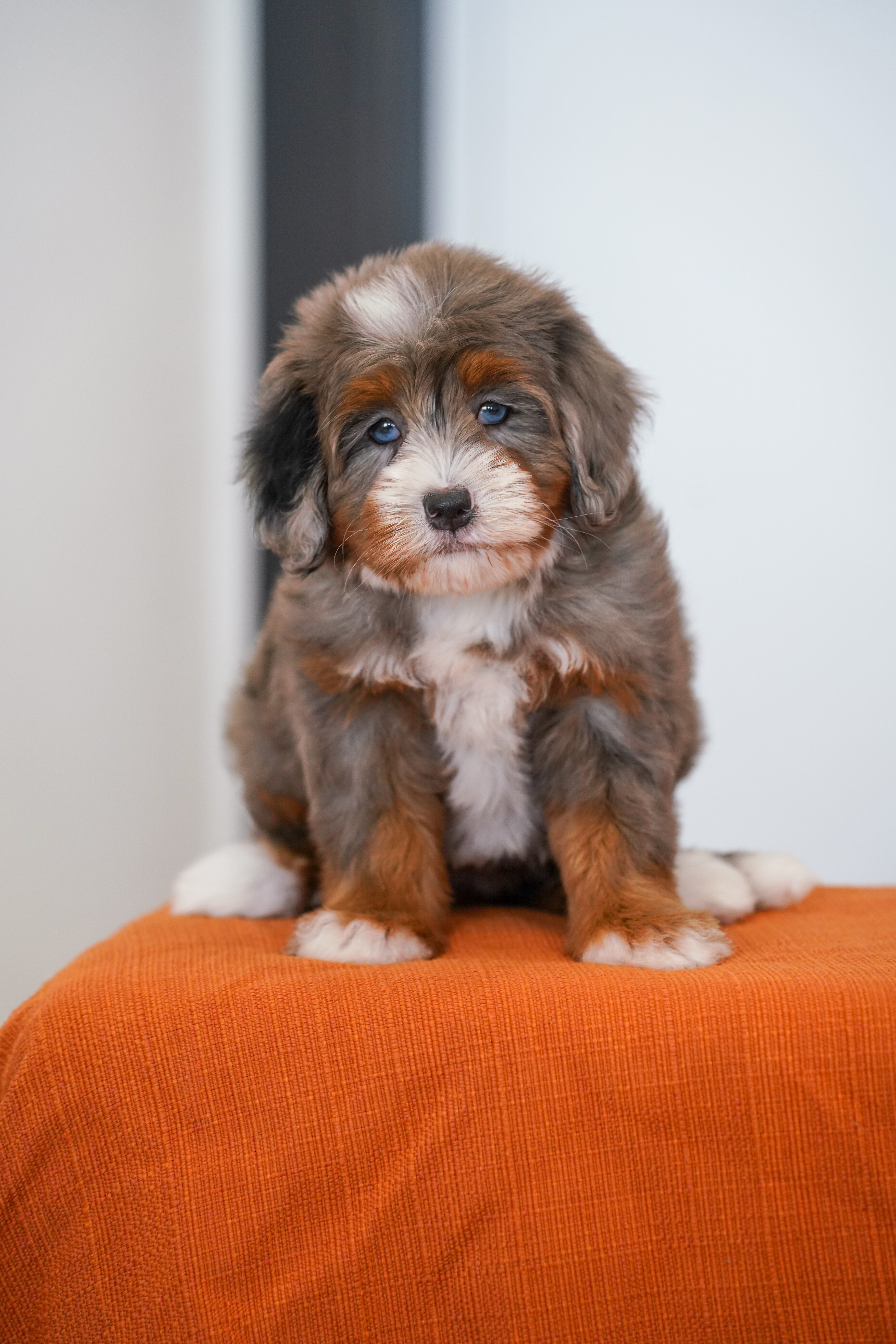 Ariel, Merle Tri Colored, girl, Mini Bernedoodle, puppy at Down Home Doodle