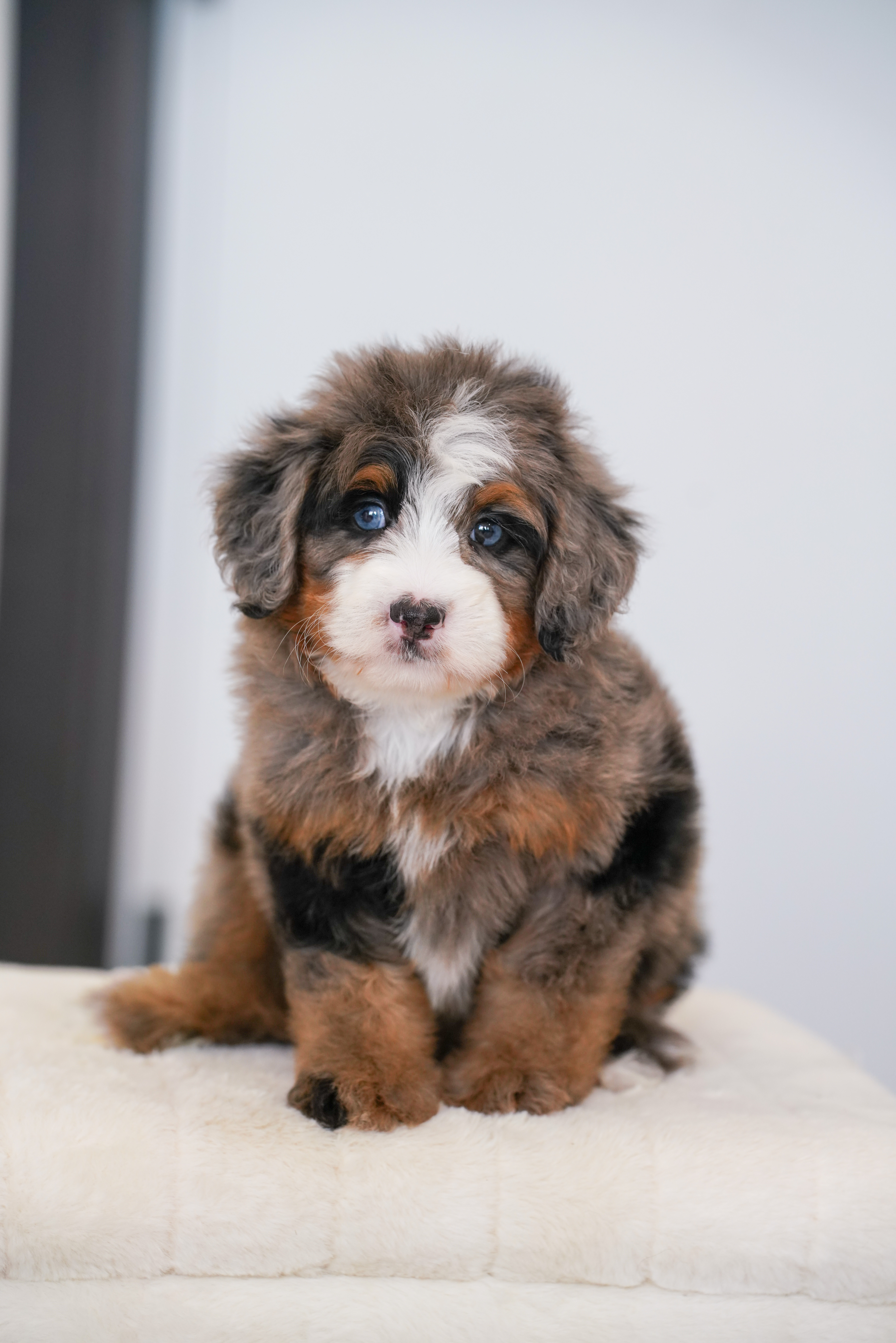 Flower, Merle Tri Colored, girl, Mini Bernedoodle, puppy at Down Home Doodle