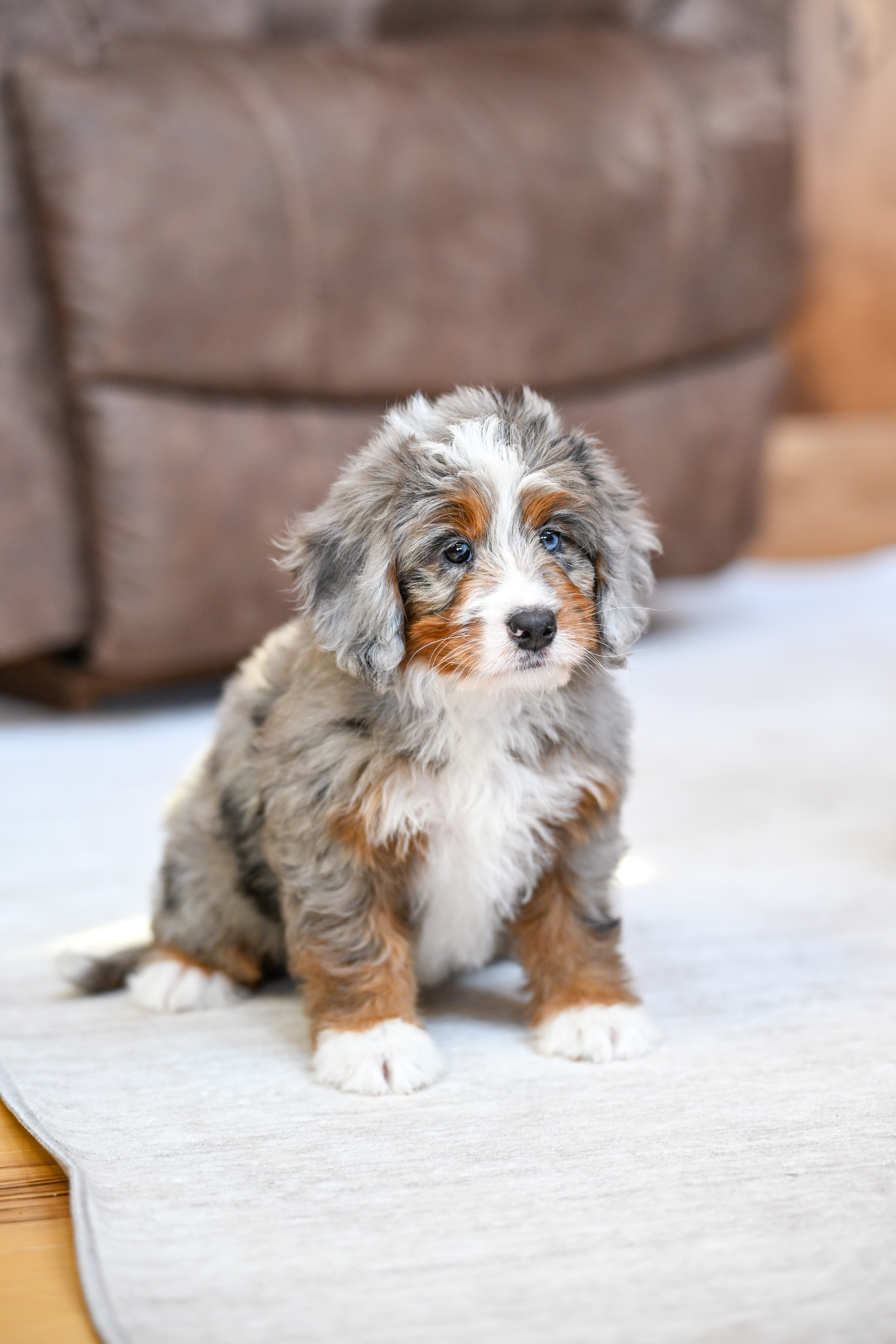 Jasmine, Merle Tri Colored Mini Bernedoodle puppy