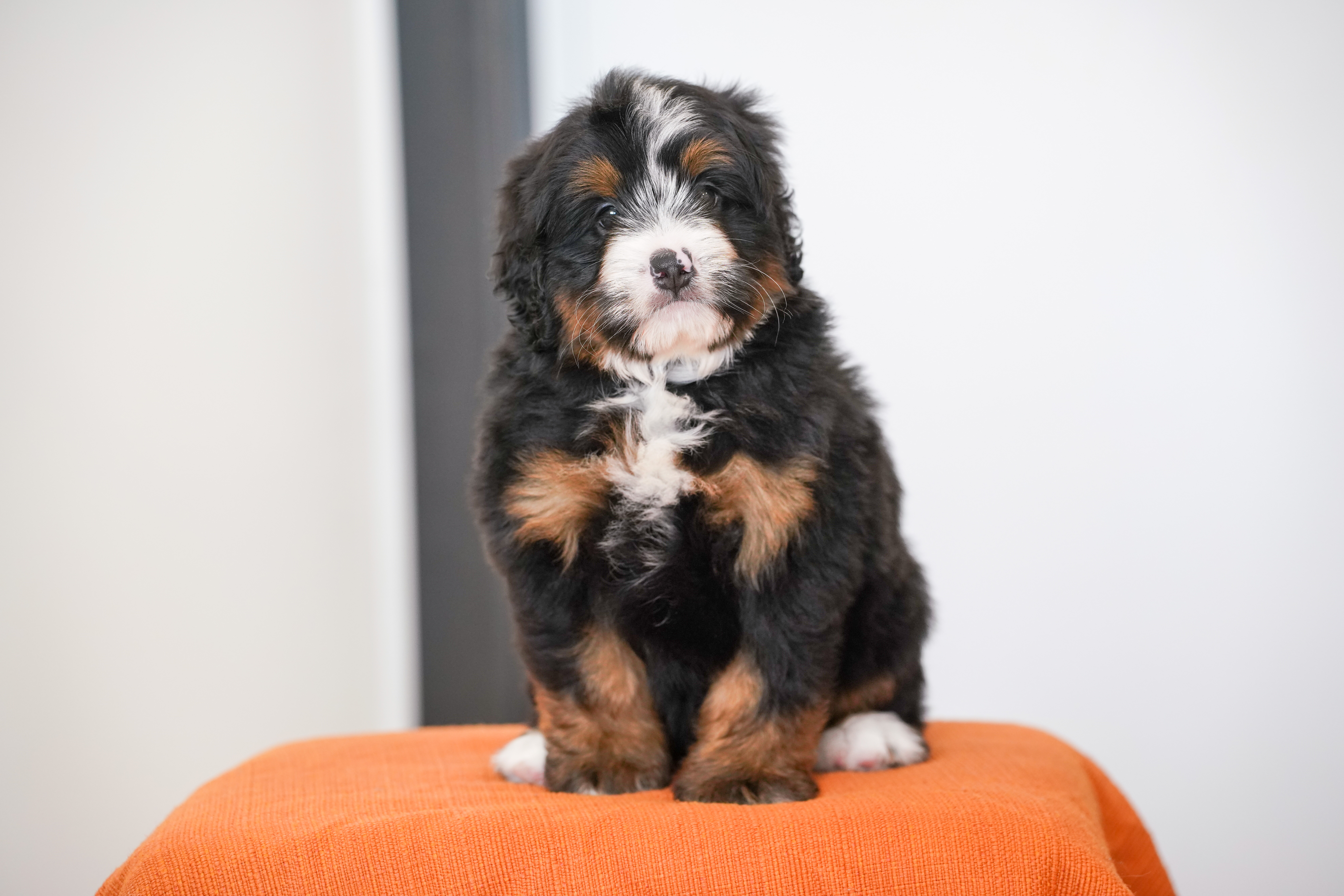Flynn, Tri Colored, boy, Mini Bernedoodle, puppy at Down Home Doodle