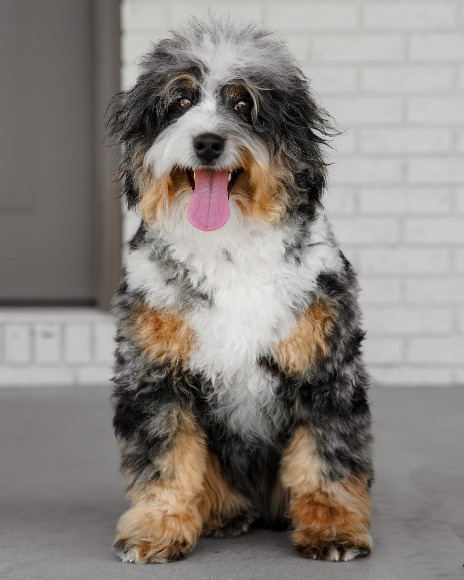 Our beautiful Blue Merle Mini Bernedoodle mom with high-contrast markings, a plush wavy coat, and a devoted, snuggly nature.