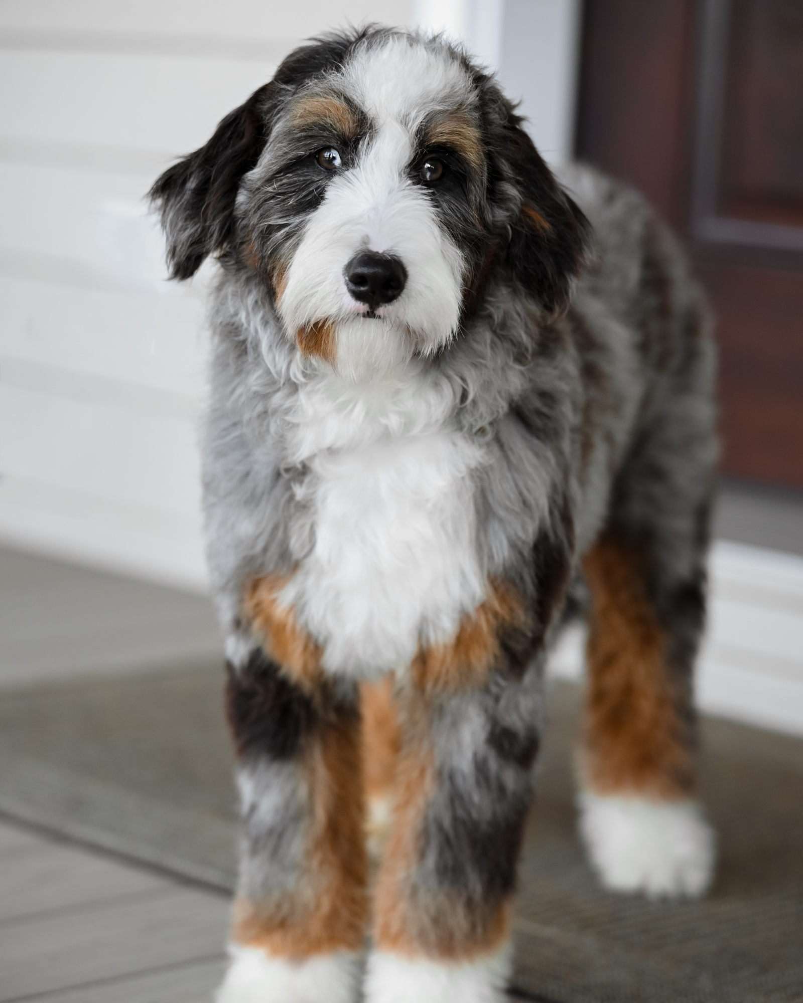 Blue Merle Tri Mini Bernedoodle mom
