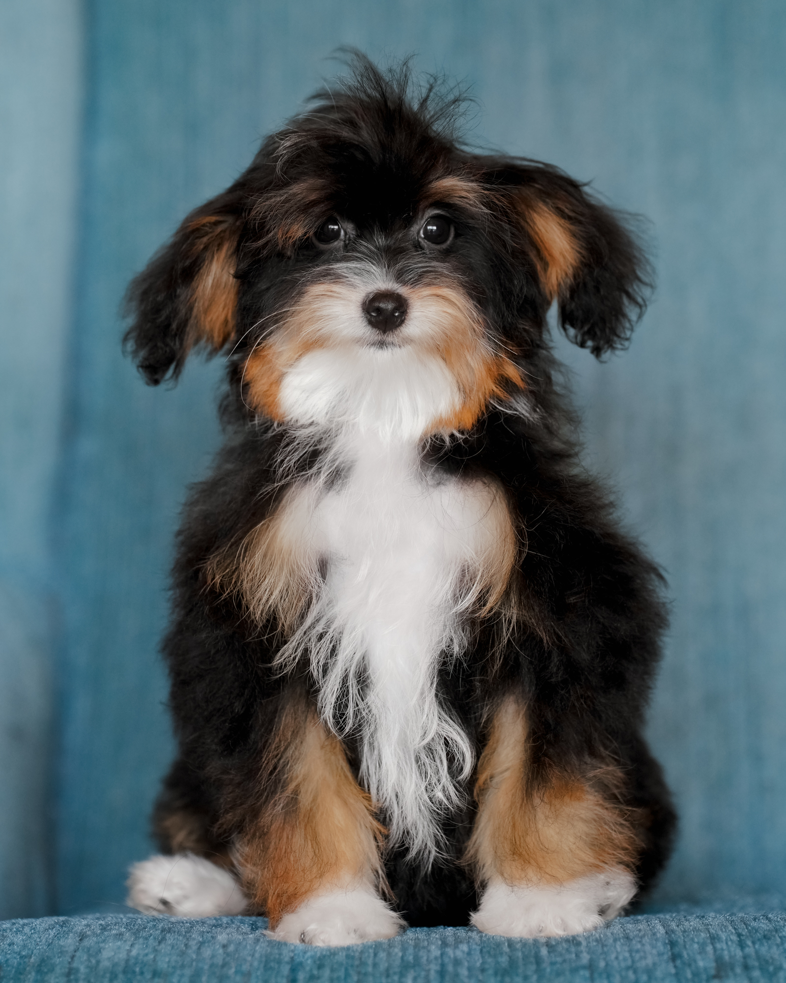 Micro Bernedoodle mom, 11 lbs
