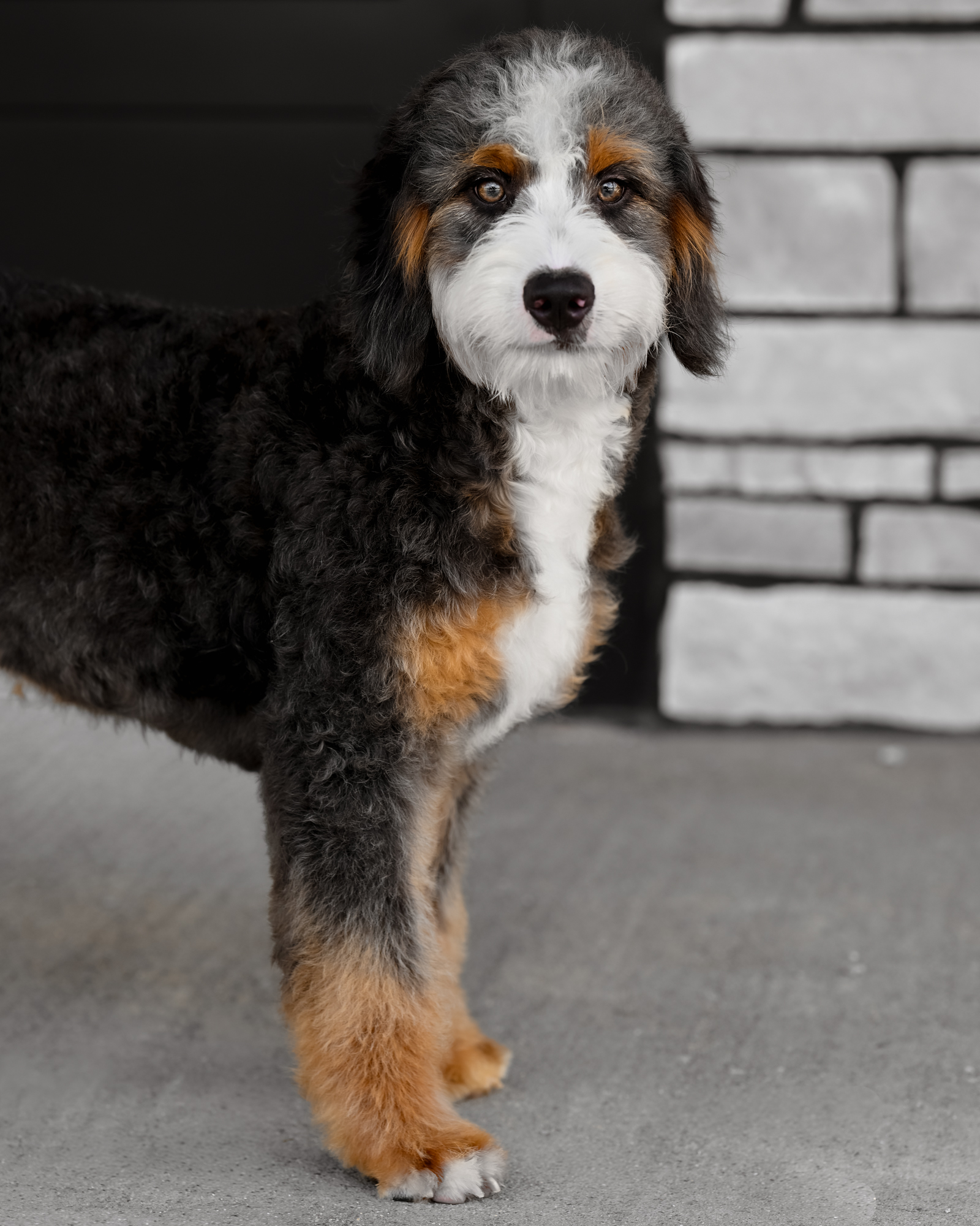 Chocolate Tri Ultra Bernedoodle mom