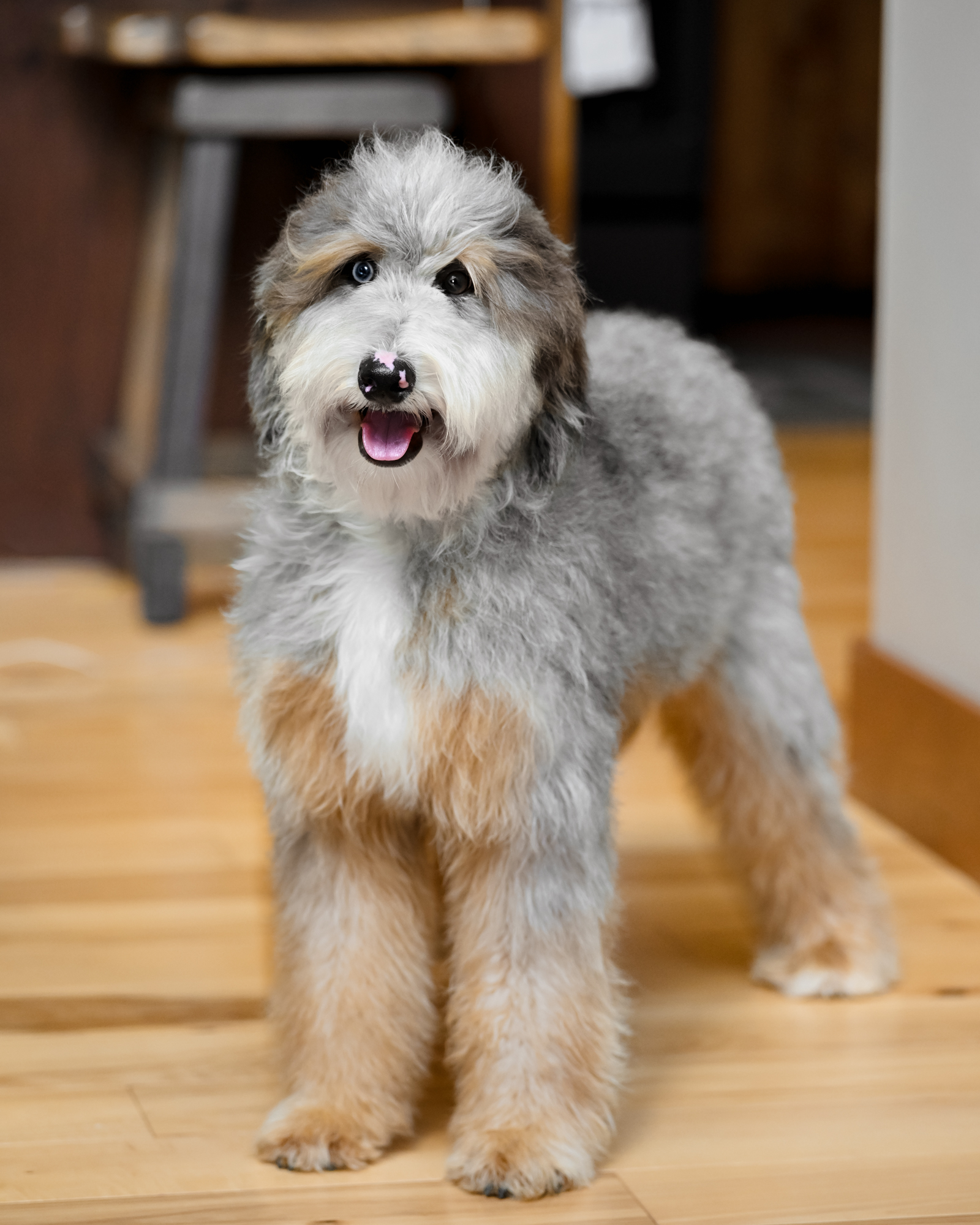 Max, photo 6