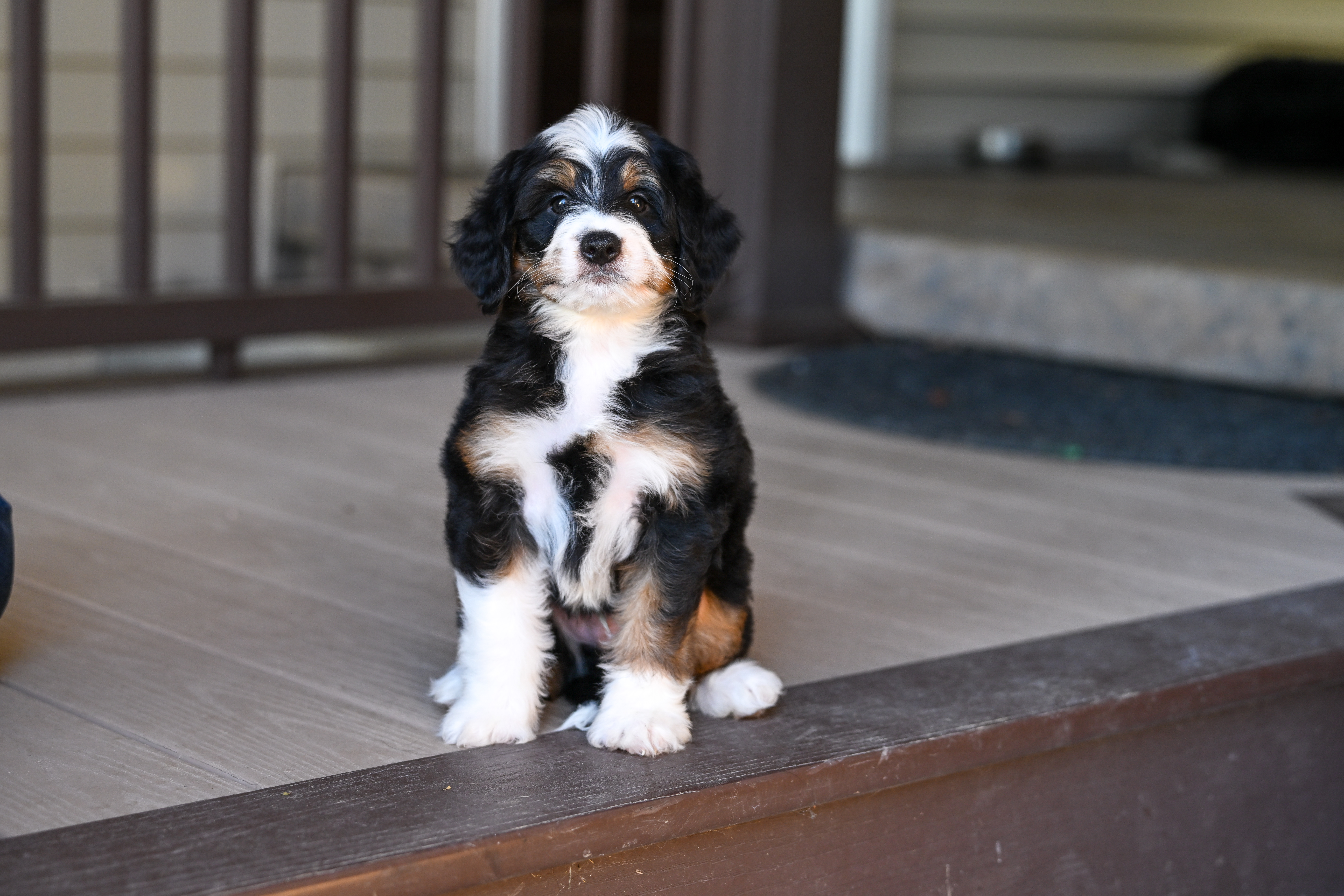 Harris, Tri Colored, boy, Mini Bernedoodle, puppy at Down Home Doodle