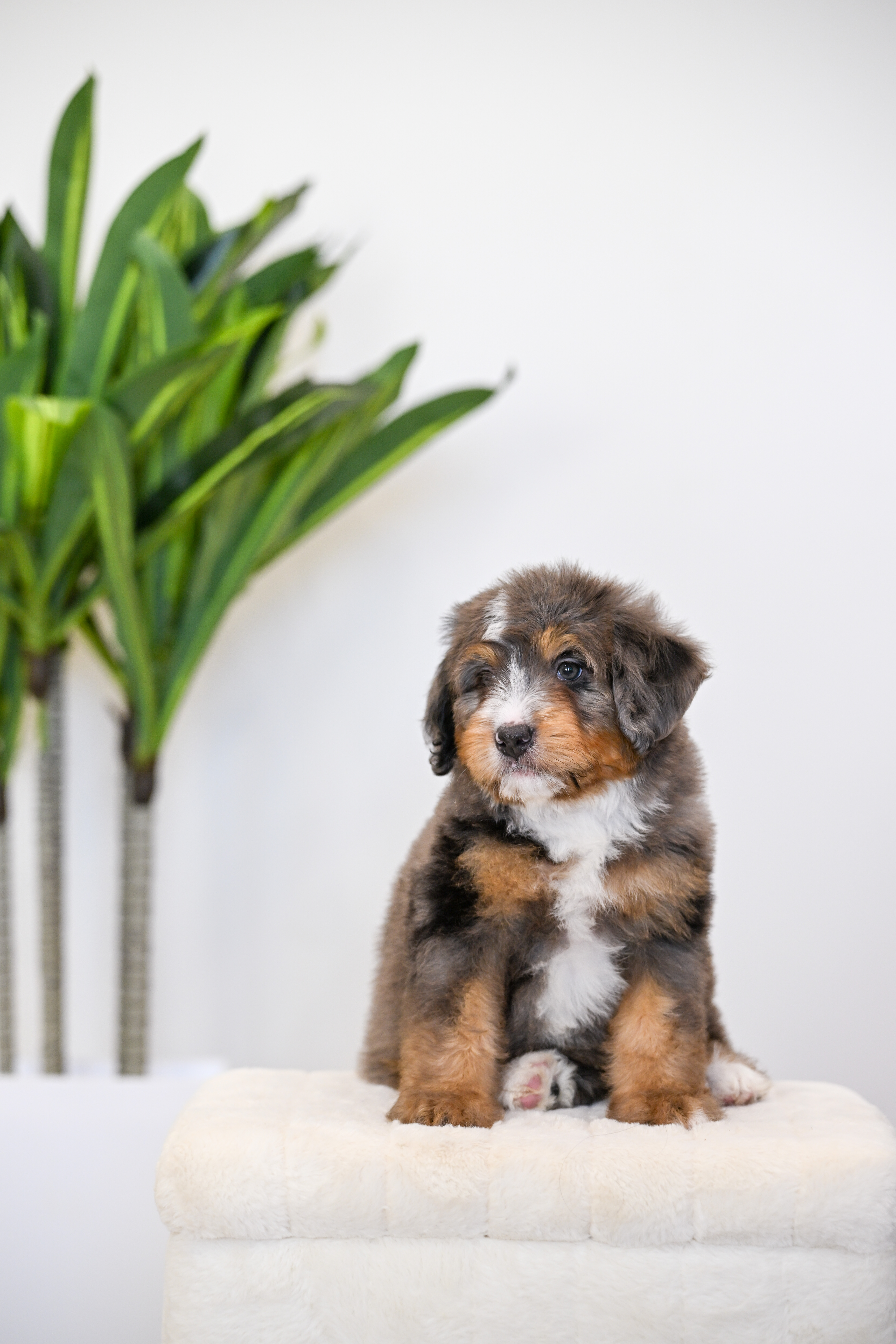 Frito, Merle Tri Colored, boy, Mini Bernedoodle, puppy at Down Home Doodle