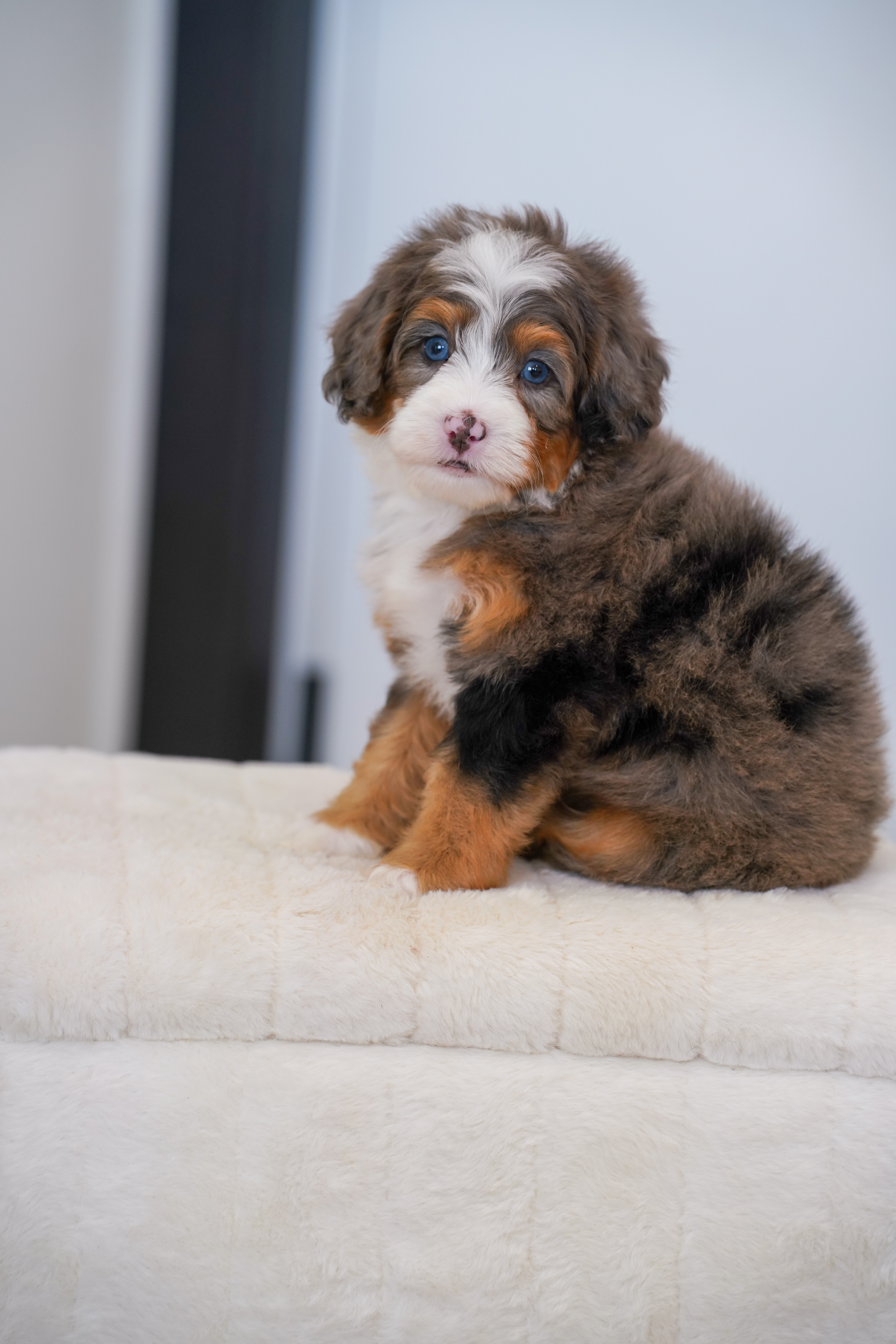 Thumper, Merle Tri Colored, boy, Mini Bernedoodle, puppy at Down Home Doodle