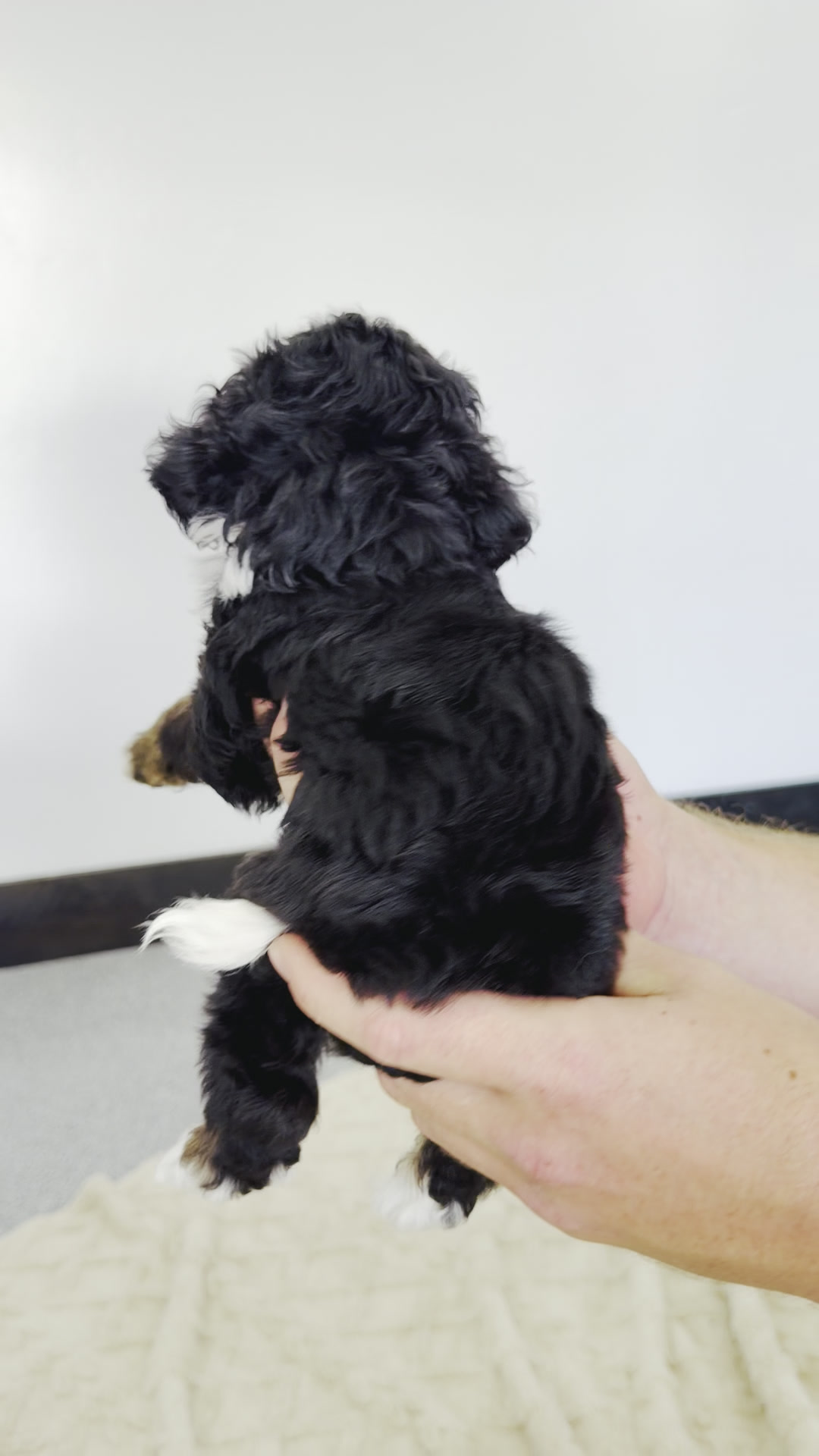 Valentino, Tri Colored, boy, Micro Bernedoodle, puppy at Down Home Doodle