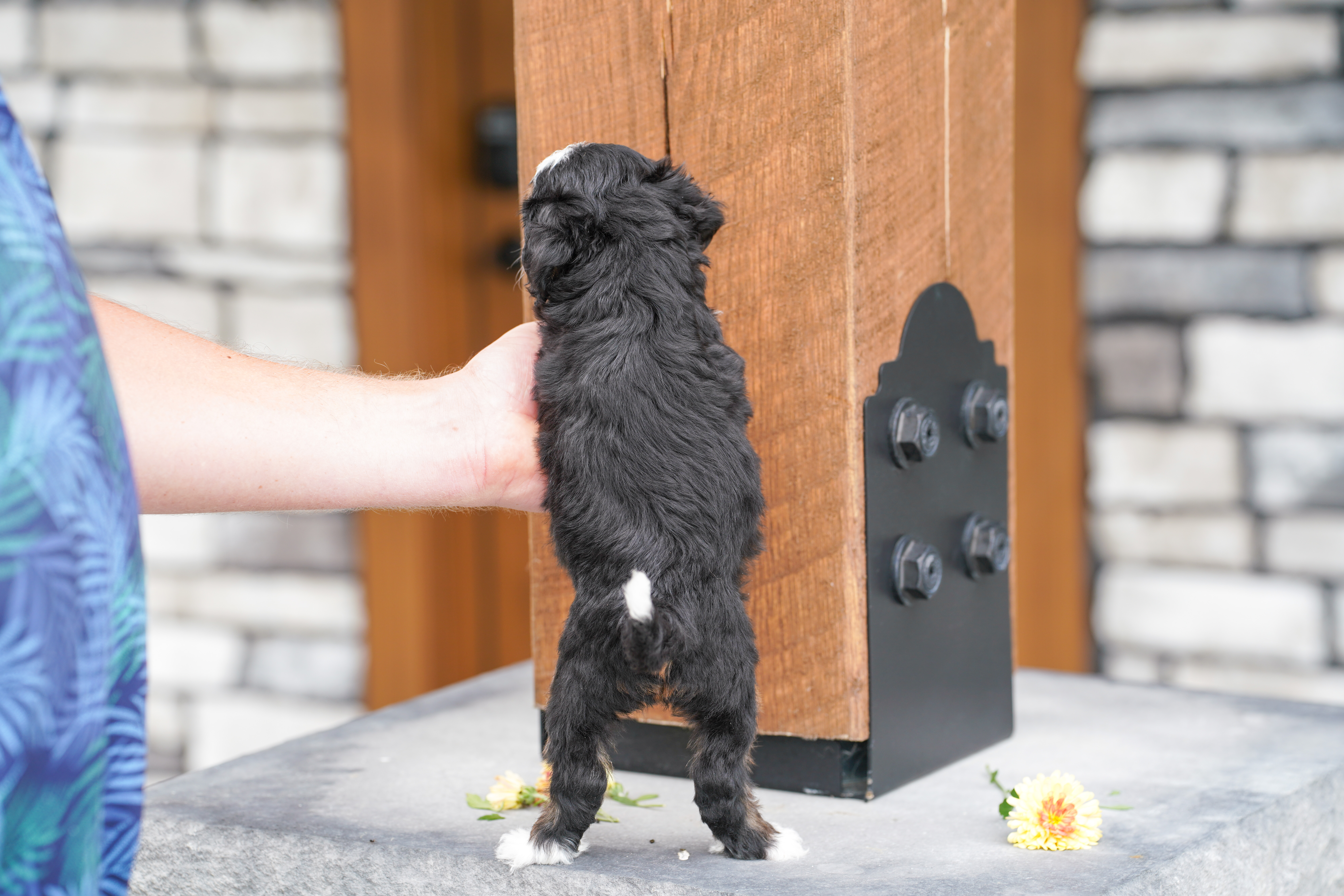 Santel, Tri Colored, girl, Micro Bernedoodle, puppy at Down Home Doodle