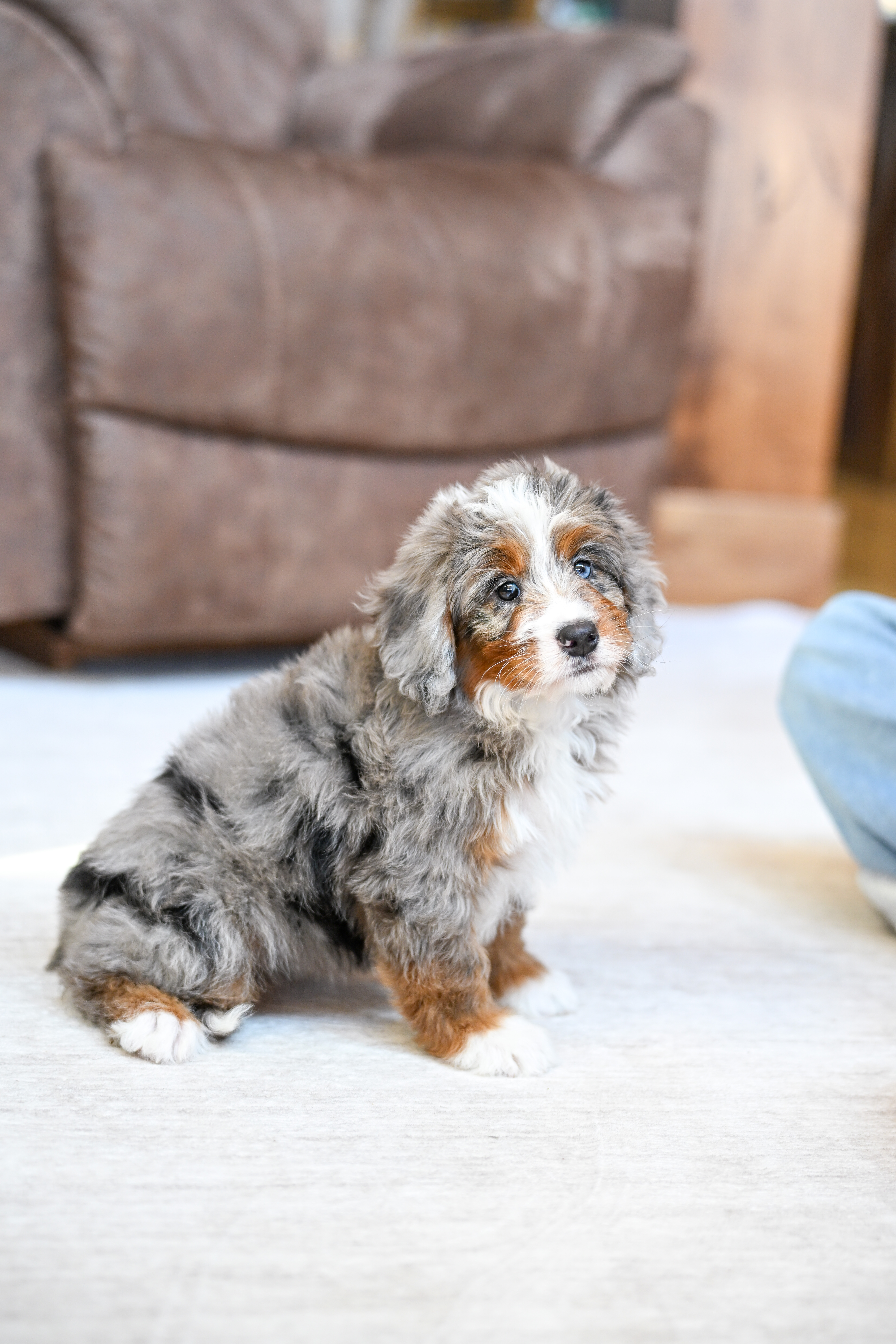 Jasmine, Merle Tri Colored, girl, Mini Bernedoodle, puppy at Down Home Doodle