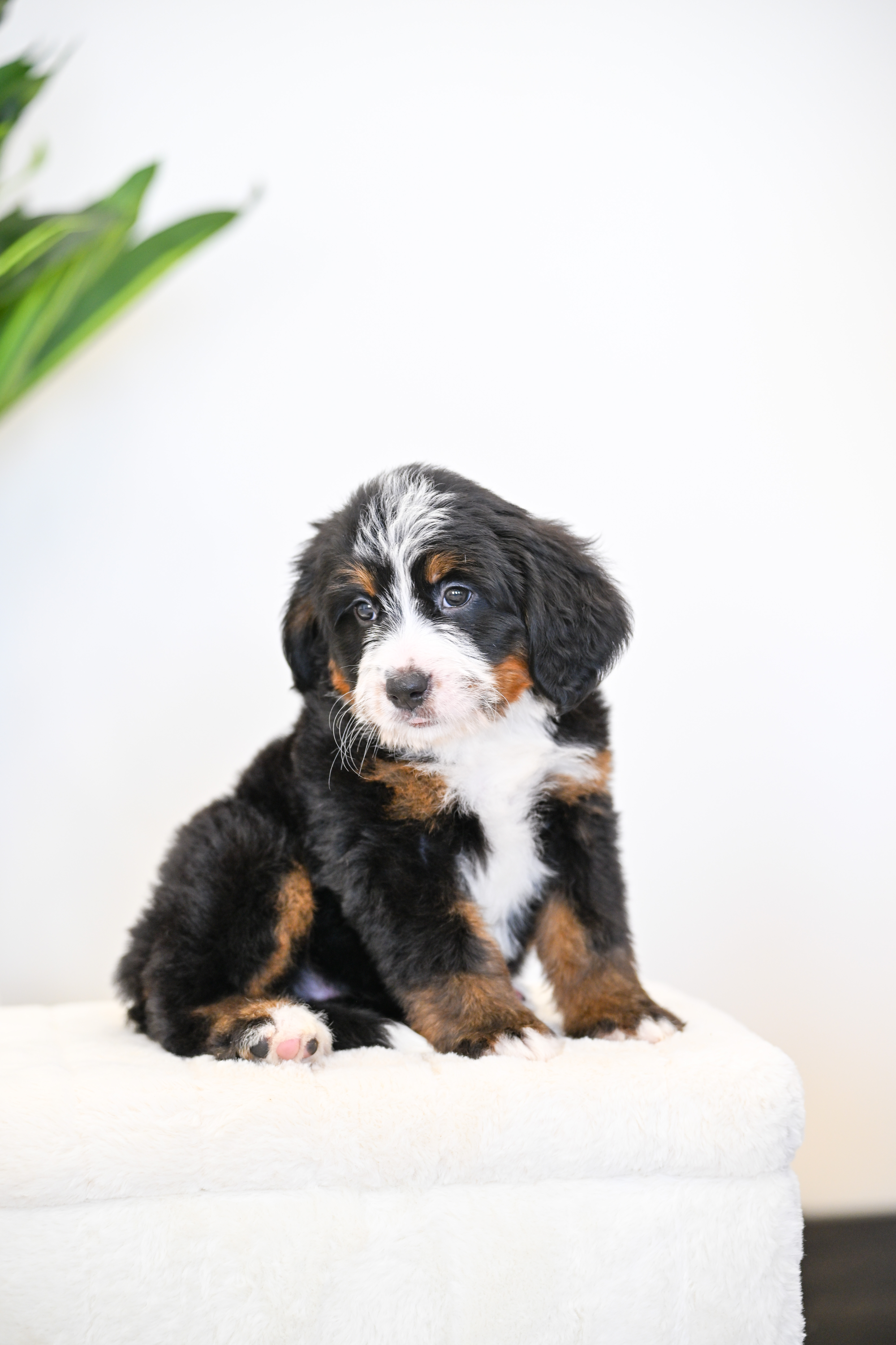 Dori, Tri Colored, girl, Mini Bernedoodle, puppy at Down Home Doodle