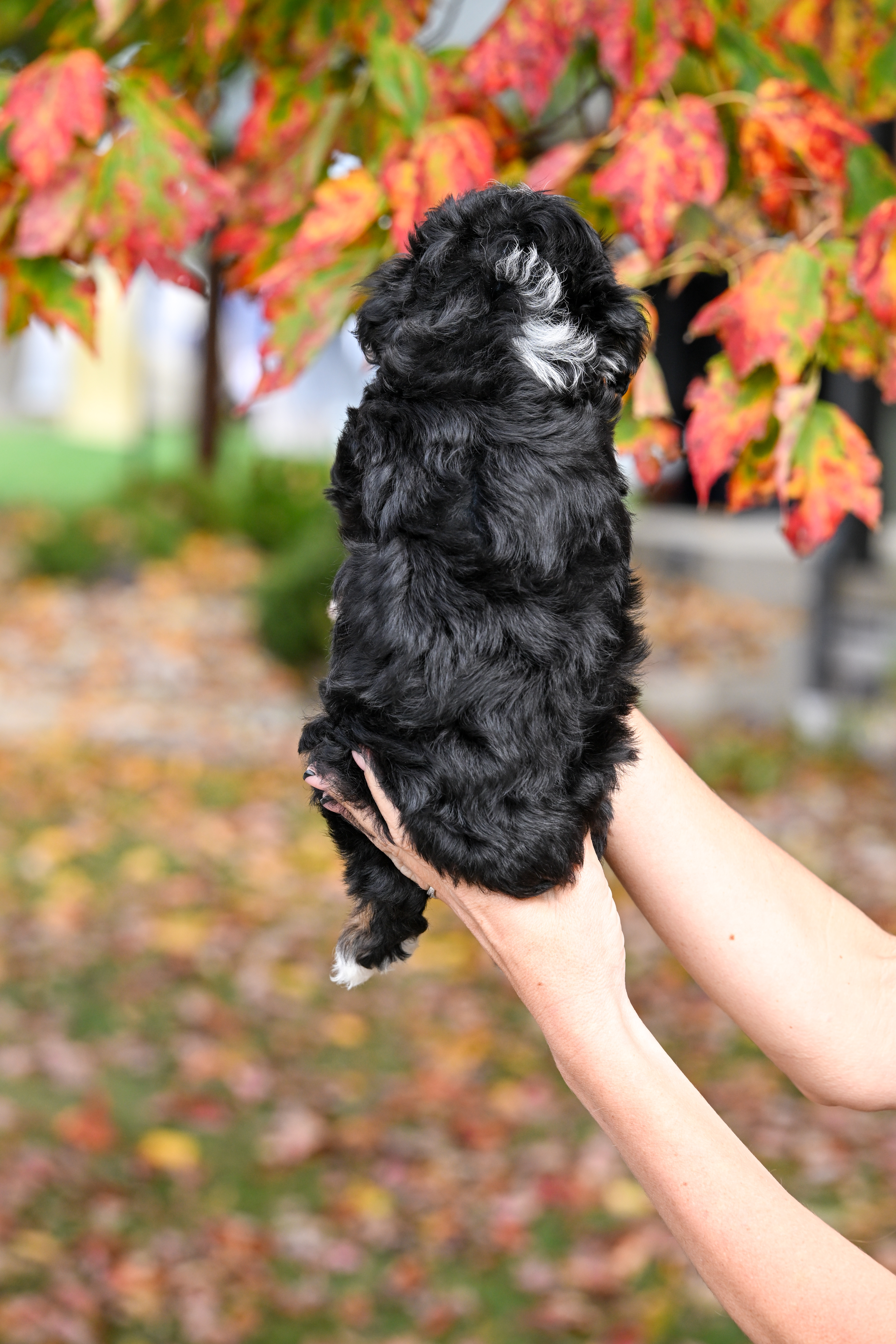 Disney, Tri Colored, girl, Micro Bernedoodle, puppy at Down Home Doodle