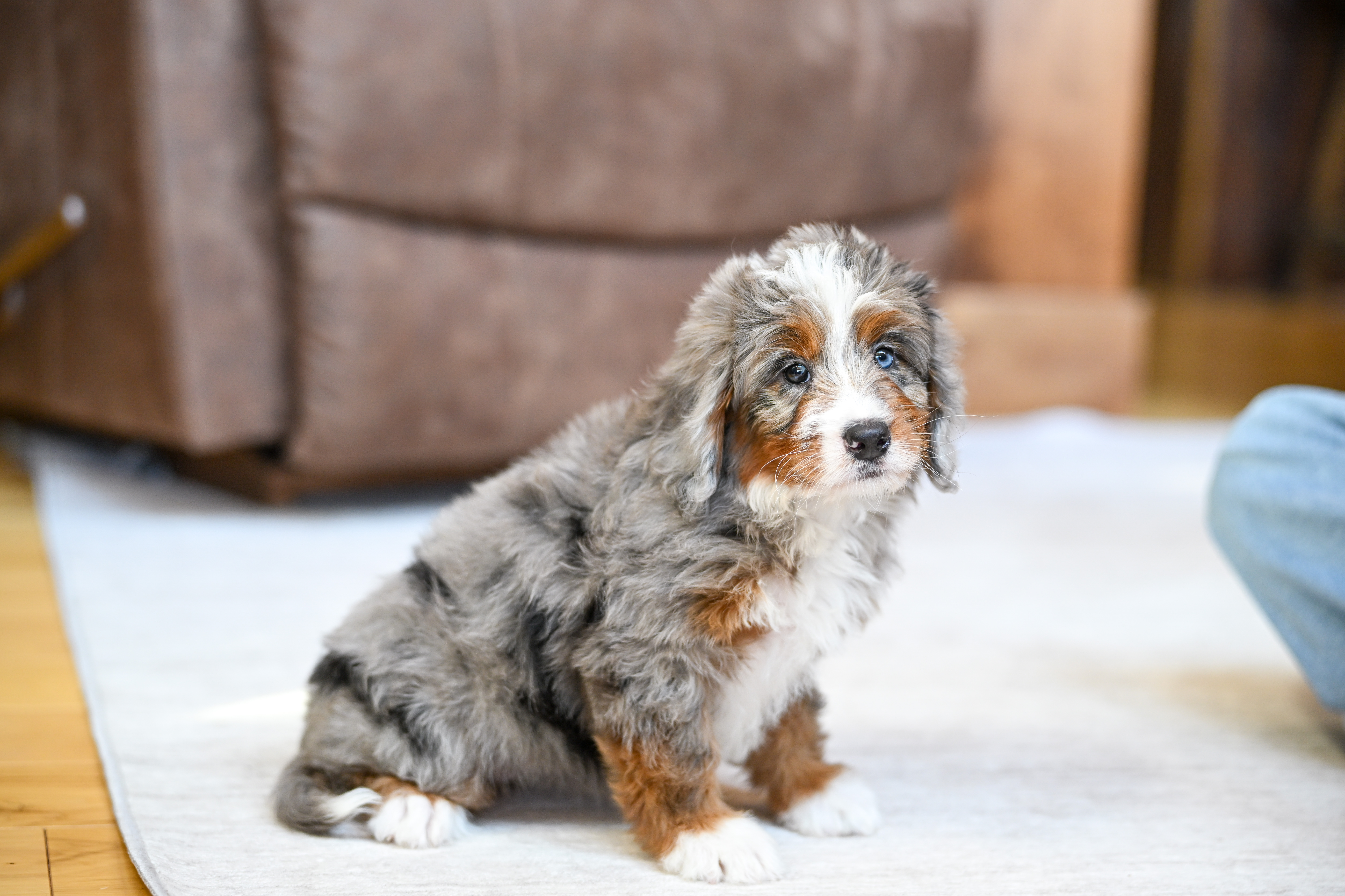 Jasmine, Merle Tri Colored, girl, Mini Bernedoodle, puppy at Down Home Doodle