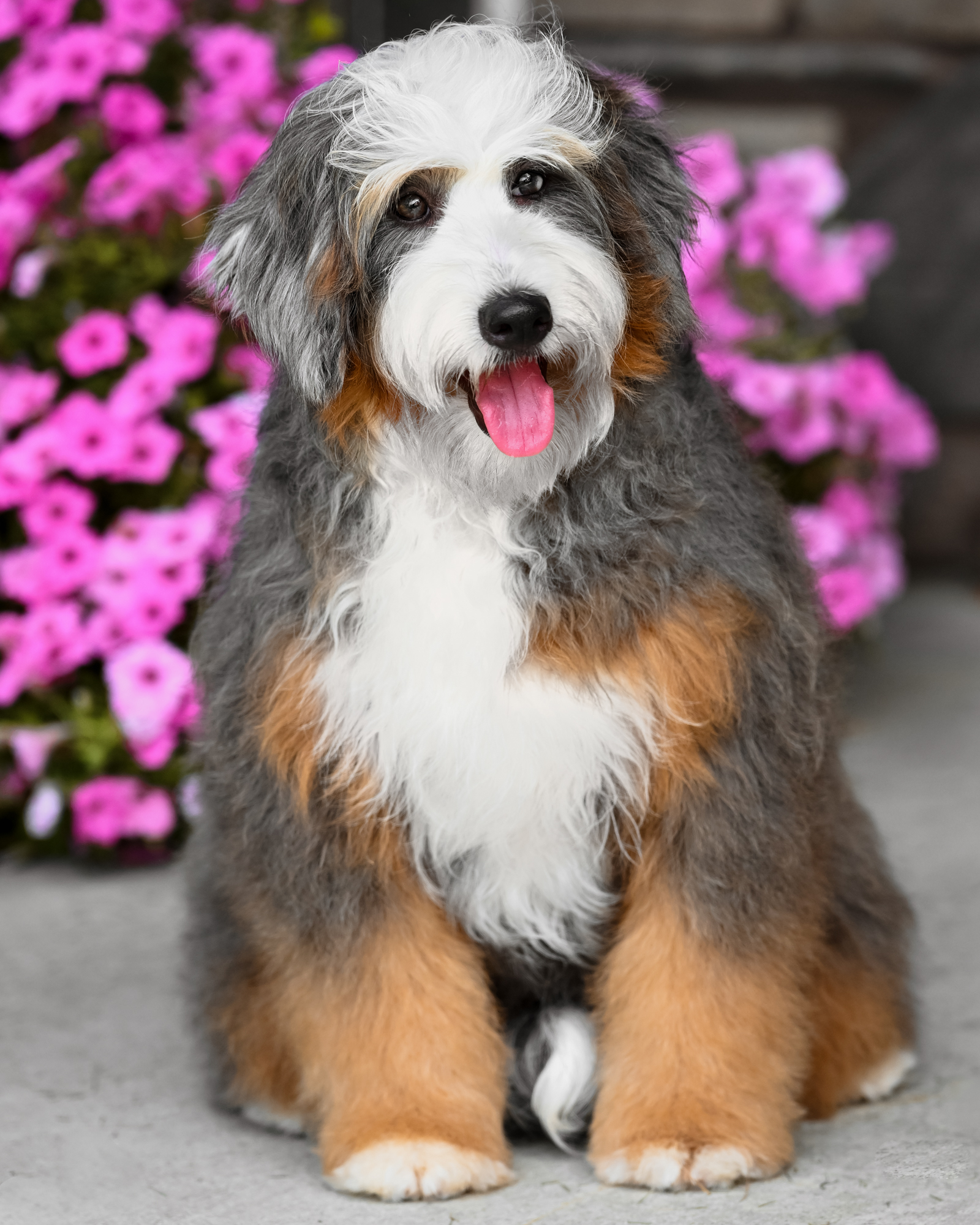 Our gorgeous 26-pound Blue Merle Mini Bernedoodle mom with a compact build, a luxurious wavy coat, and an irresistible teddy bear look.