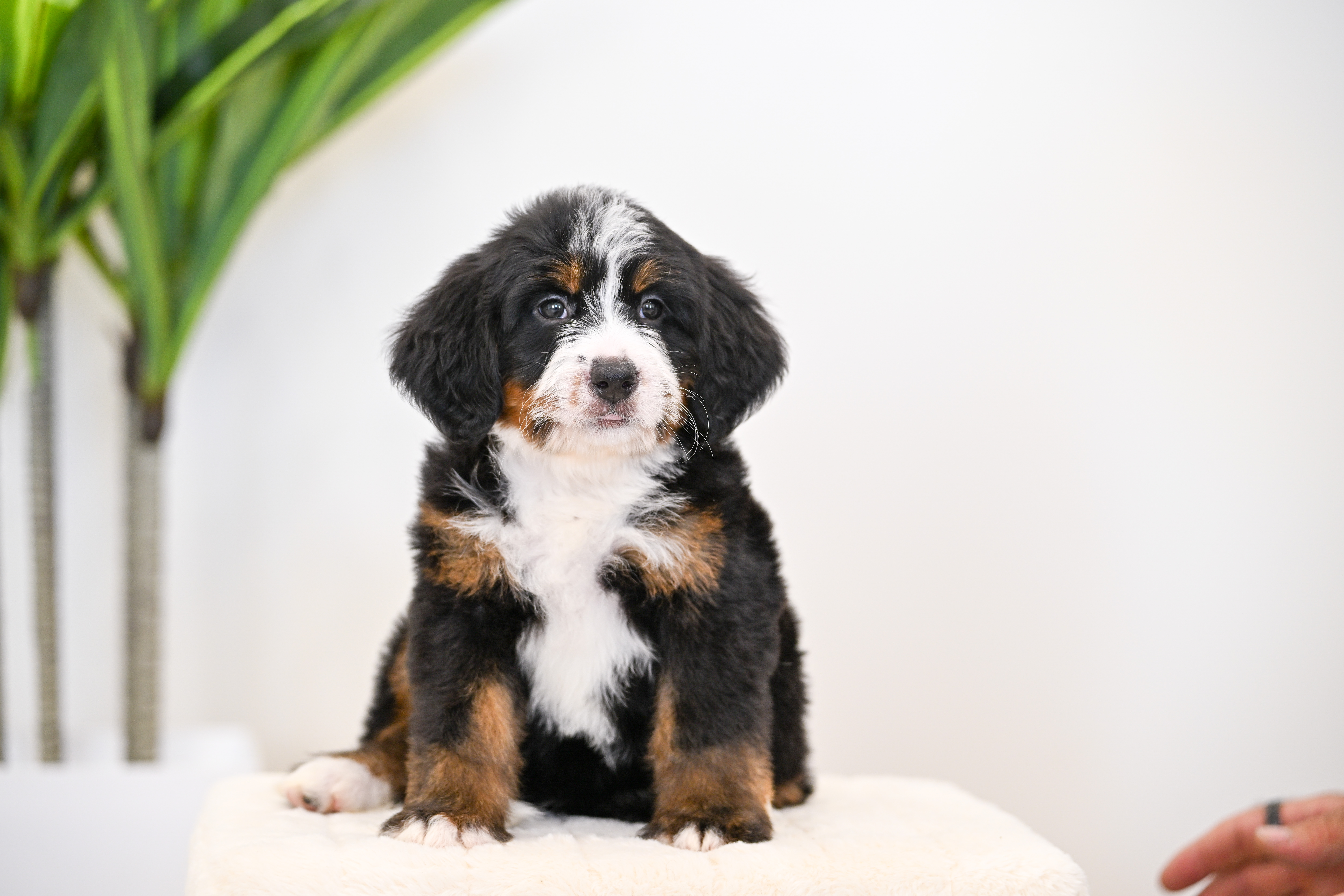 Dori, Tri Colored, girl, Mini Bernedoodle, puppy at Down Home Doodle